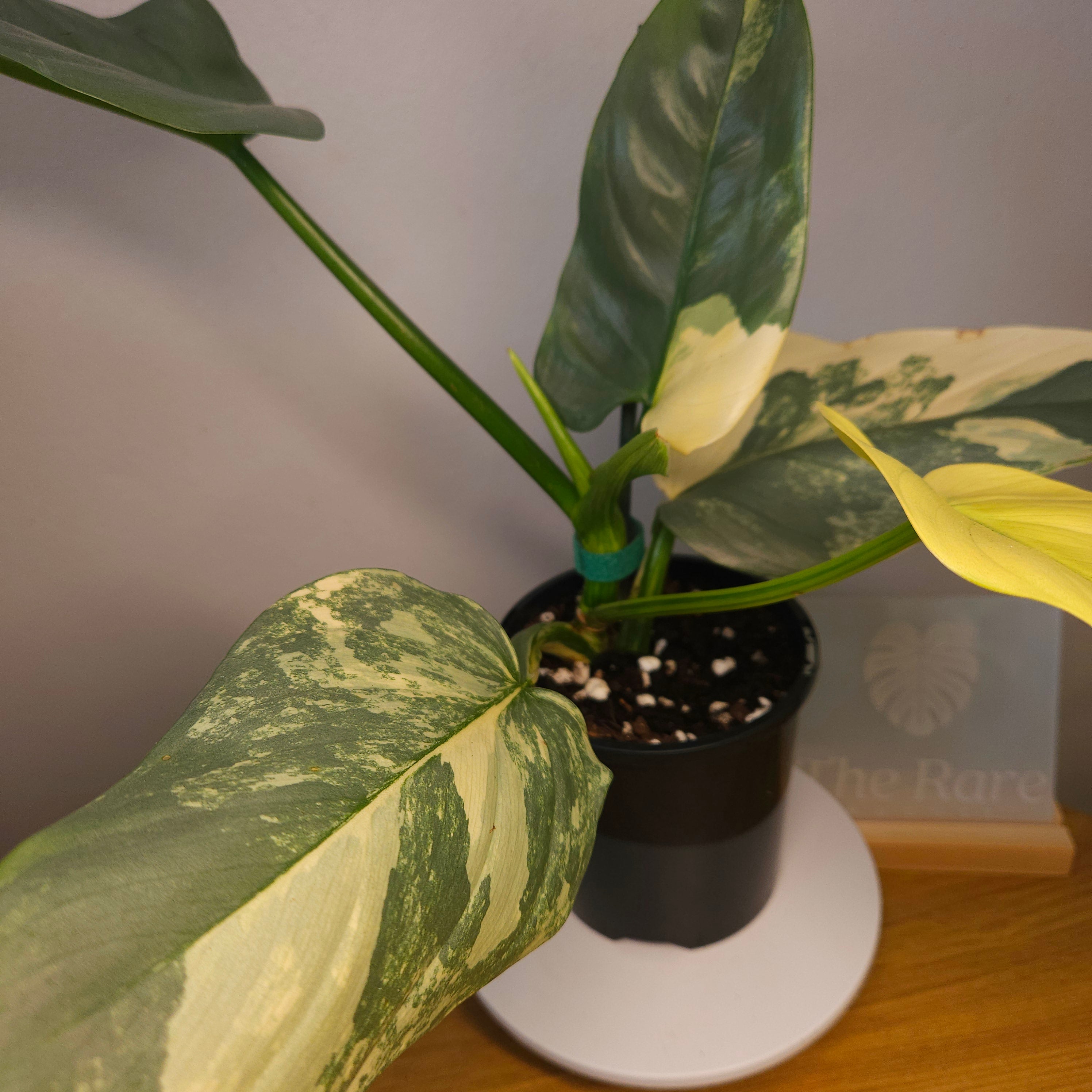 RARE Philodendron Silver Sword Highly Variegated – Advanced Established