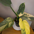 RARE Philodendron Silver Sword Highly Variegated – Advanced Established