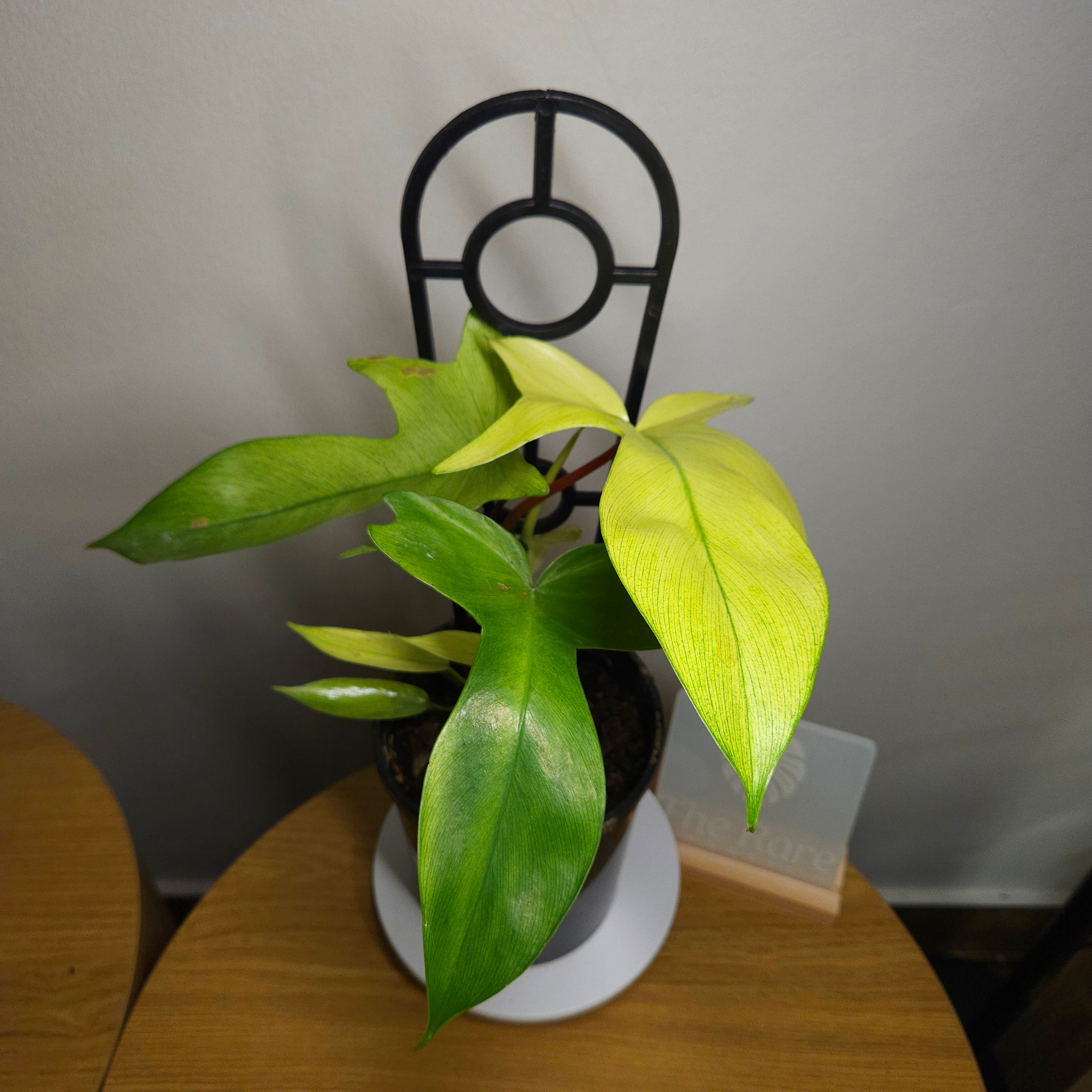 Philodendron Florida Ghost – Rare White Leaf Climbing Aroid