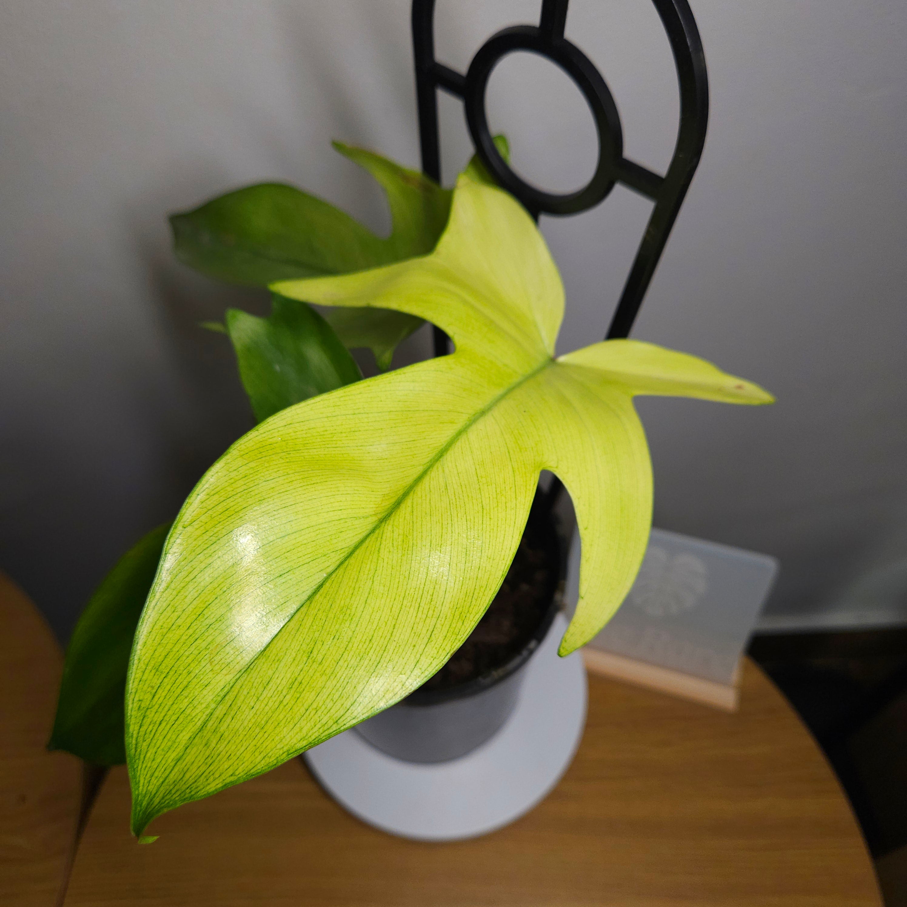 Philodendron Florida Ghost – Rare White Leaf Climbing Aroid