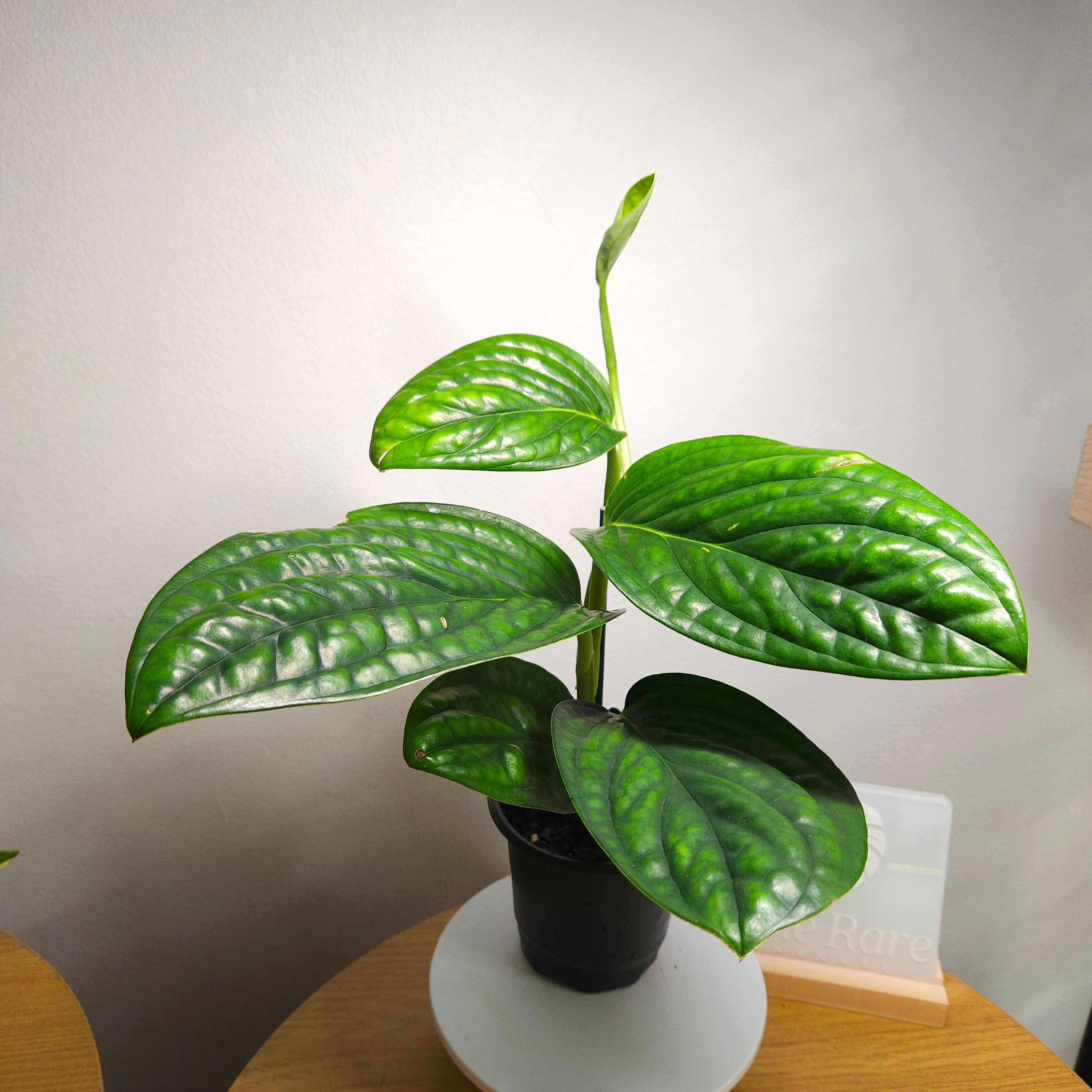Monstera Peru – Textured Leaf Climbing Aroid