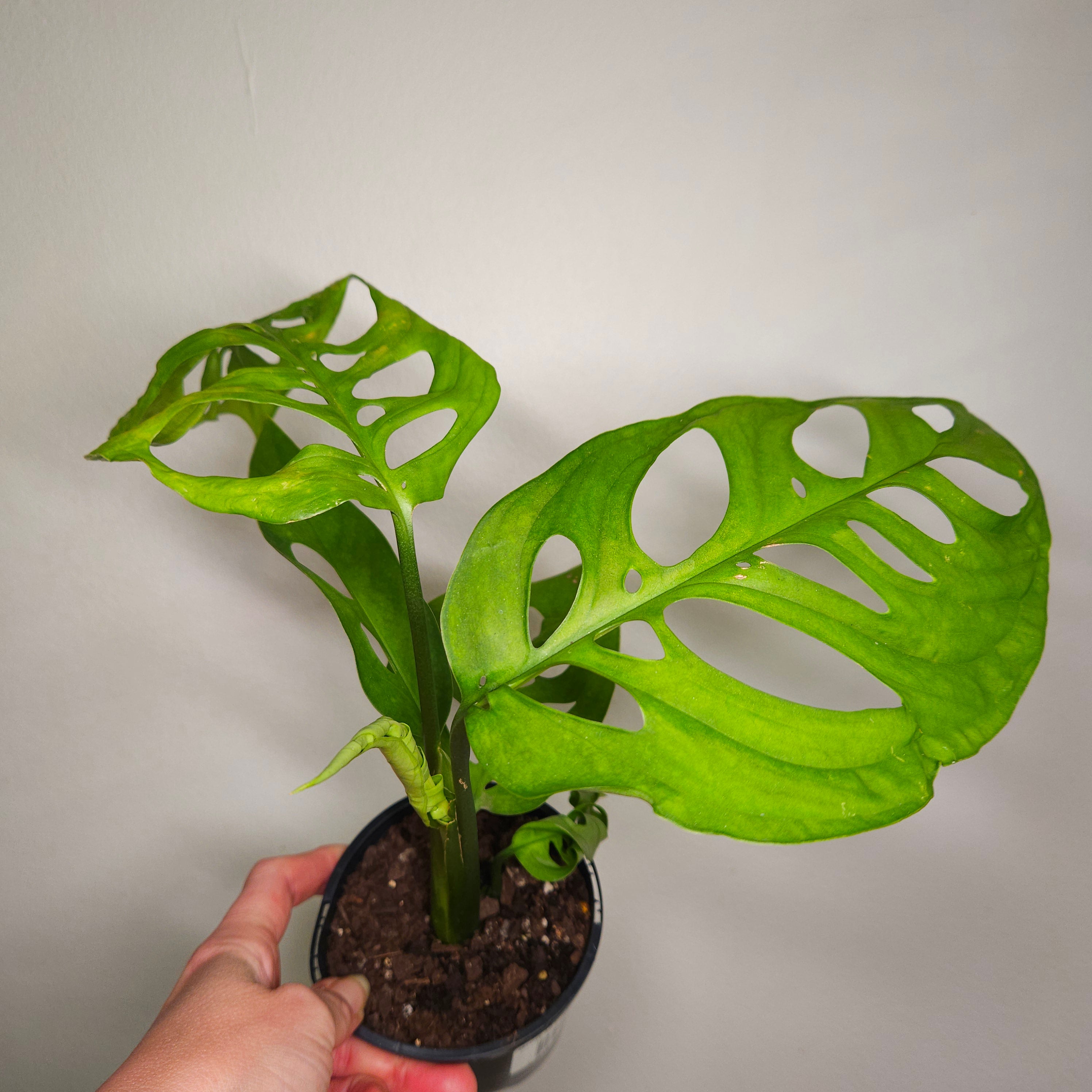 Monstera Esqueleto – Rare Large Fenestrated Monstera