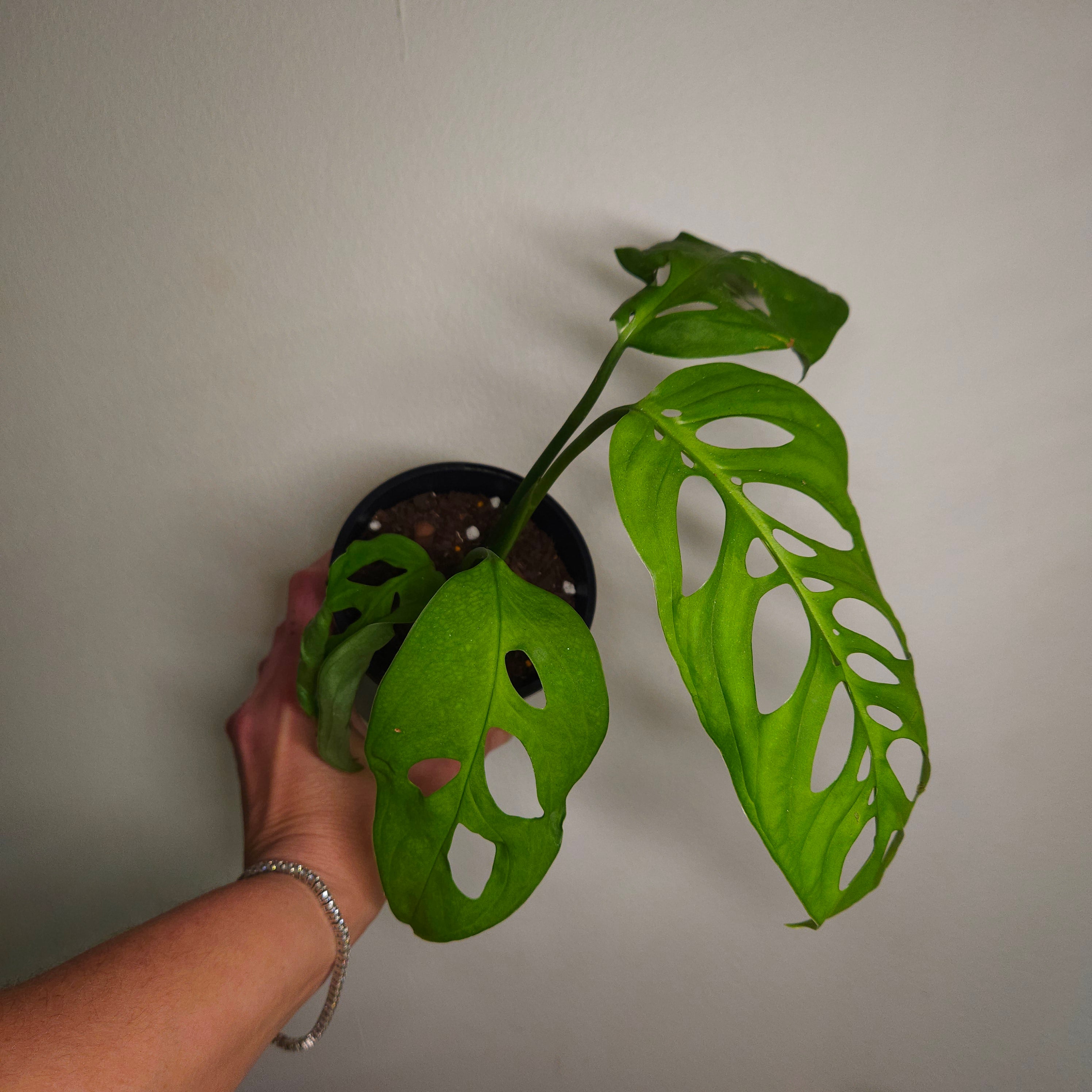 Monstera Esqueleto – Rare Large Fenestrated Monstera