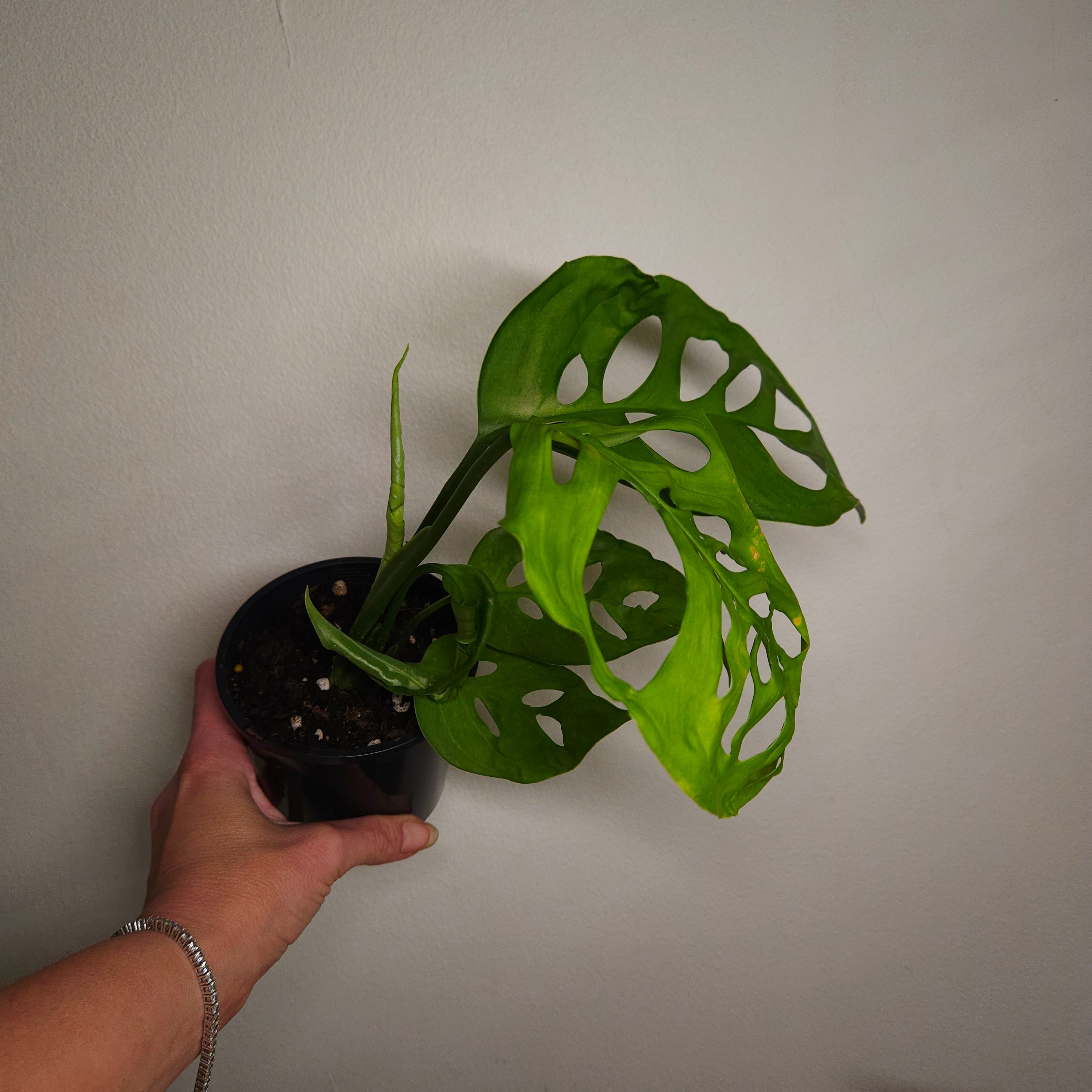 Monstera Esqueleto – Rare Large Fenestrated Monstera