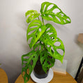 Monstera Esqueleto – Rare Large Fenestrated Monstera