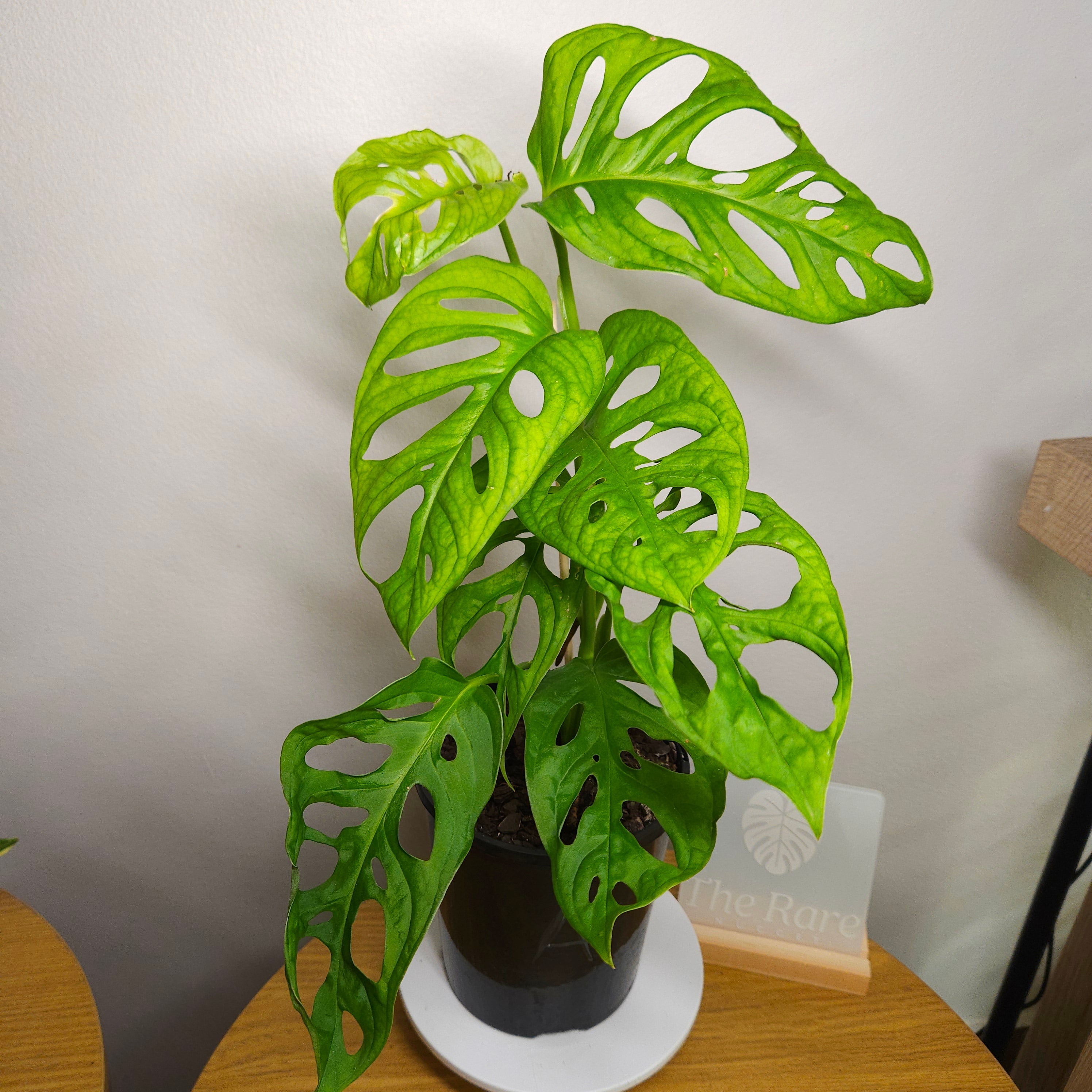 Monstera Esqueleto – Rare Large Fenestrated Monstera