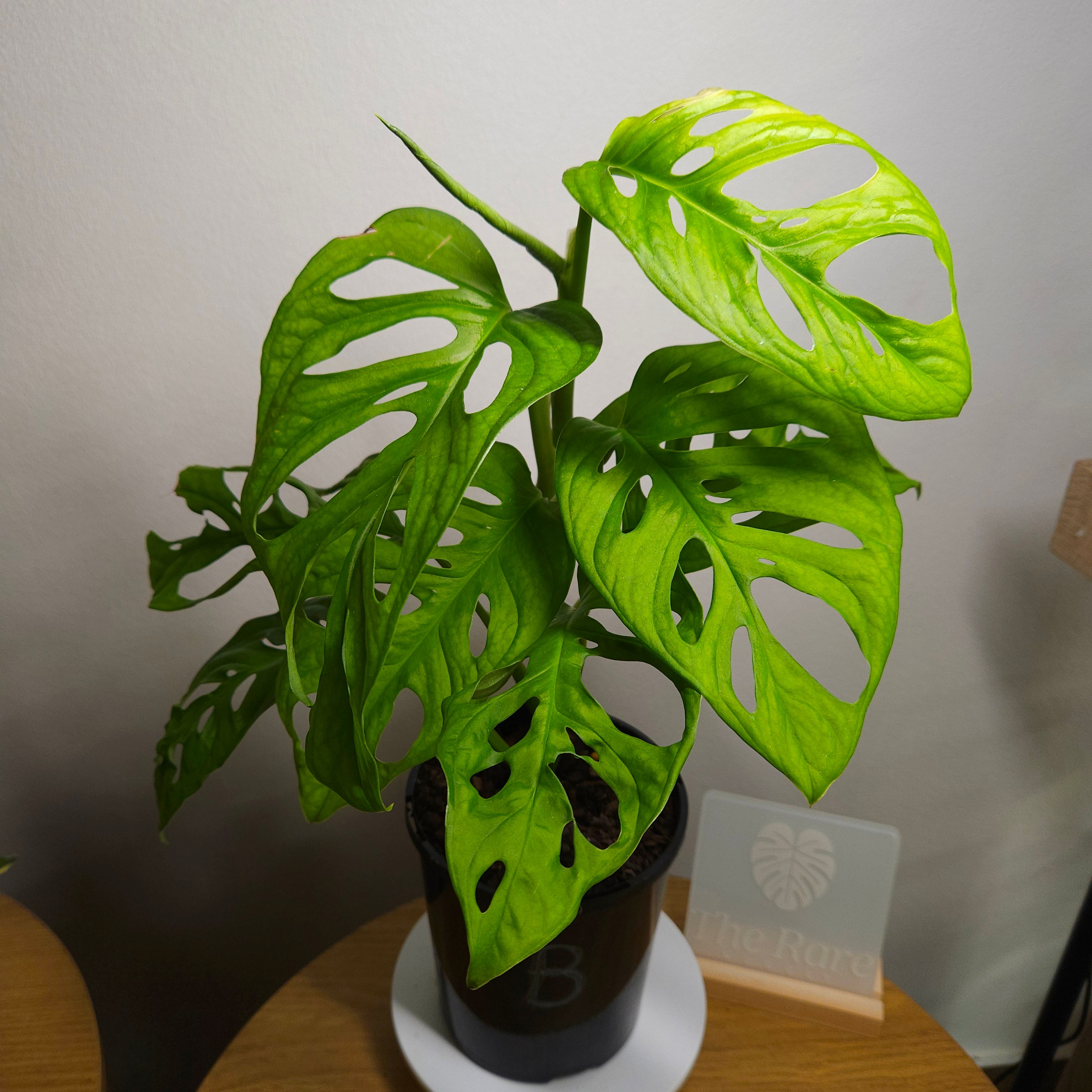 Monstera Esqueleto – Rare Large Fenestrated Monstera
