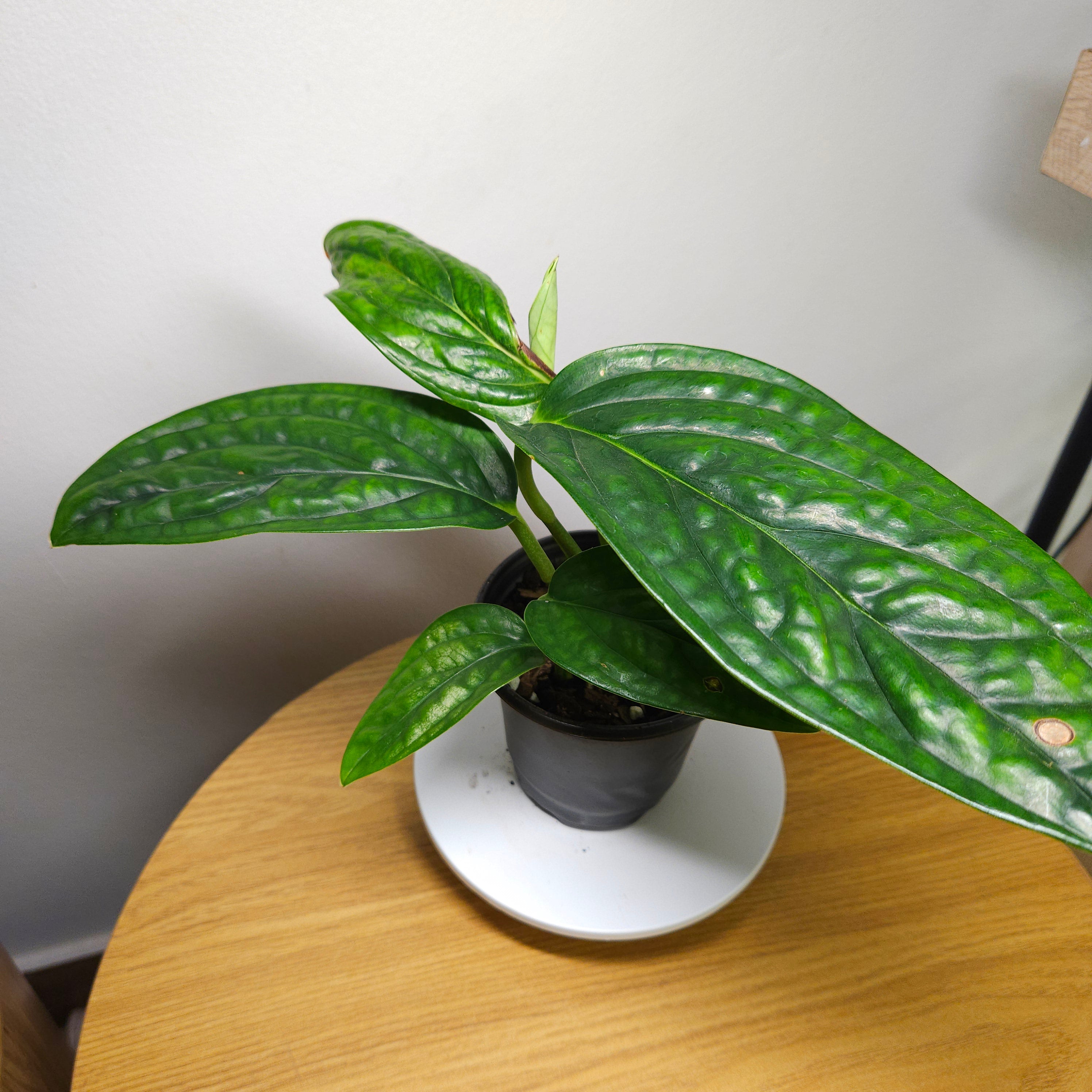 Monstera Peru – Textured Leaf Climbing Aroid