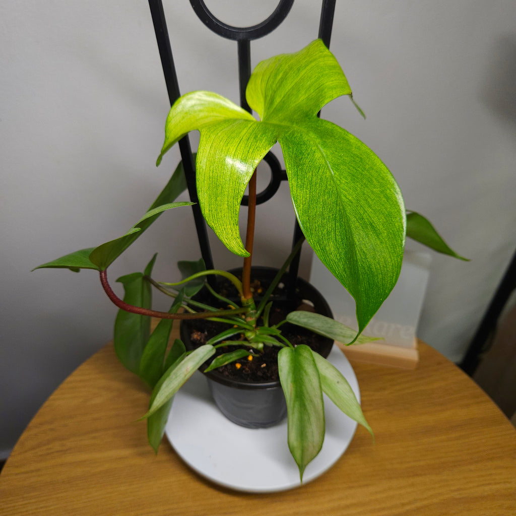 Philodendron Florida Ghost – Rare White Leaf Climbing Aroid