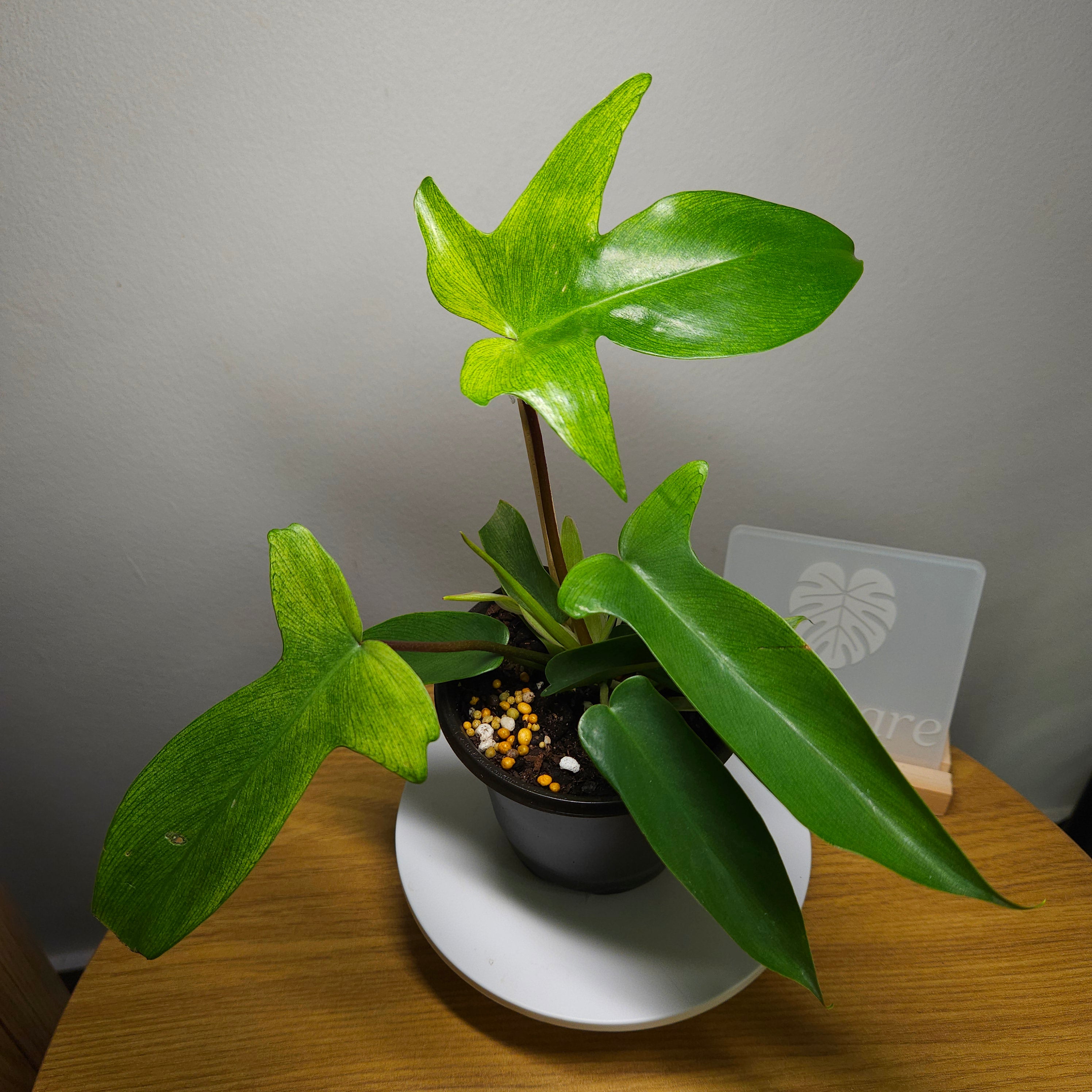 Philodendron Florida Ghost – Rare White Leaf Climbing Aroid