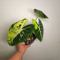 Alocasia micholitziana ‘Frydek Variegated’