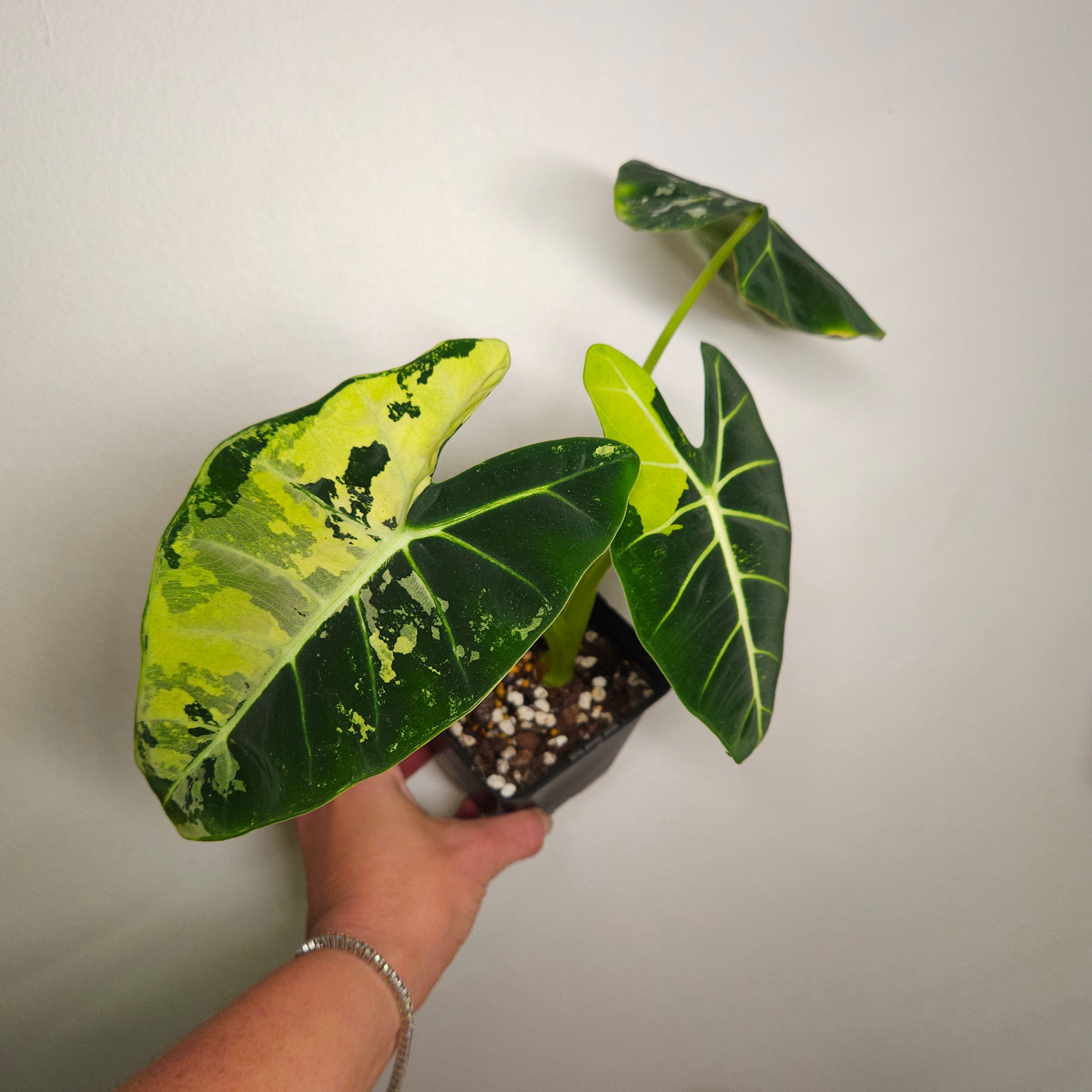 Alocasia micholitziana ‘Frydek Variegated’