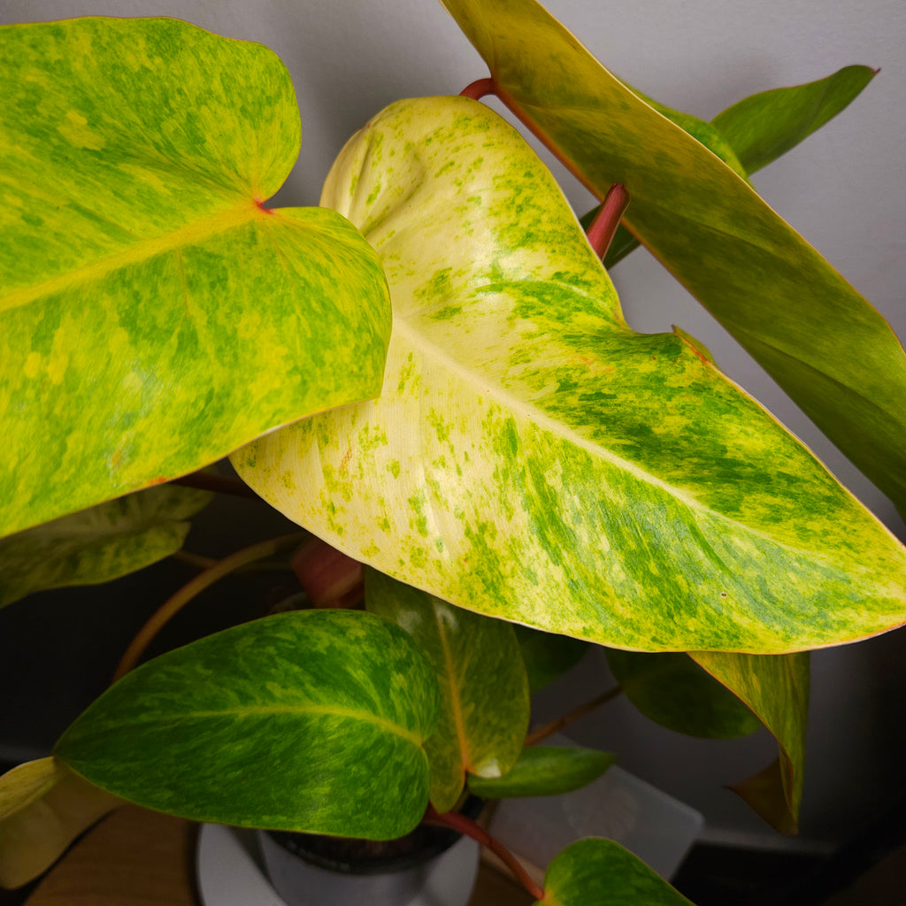 Philodendron Painted Lady – Established & Highly Variegated