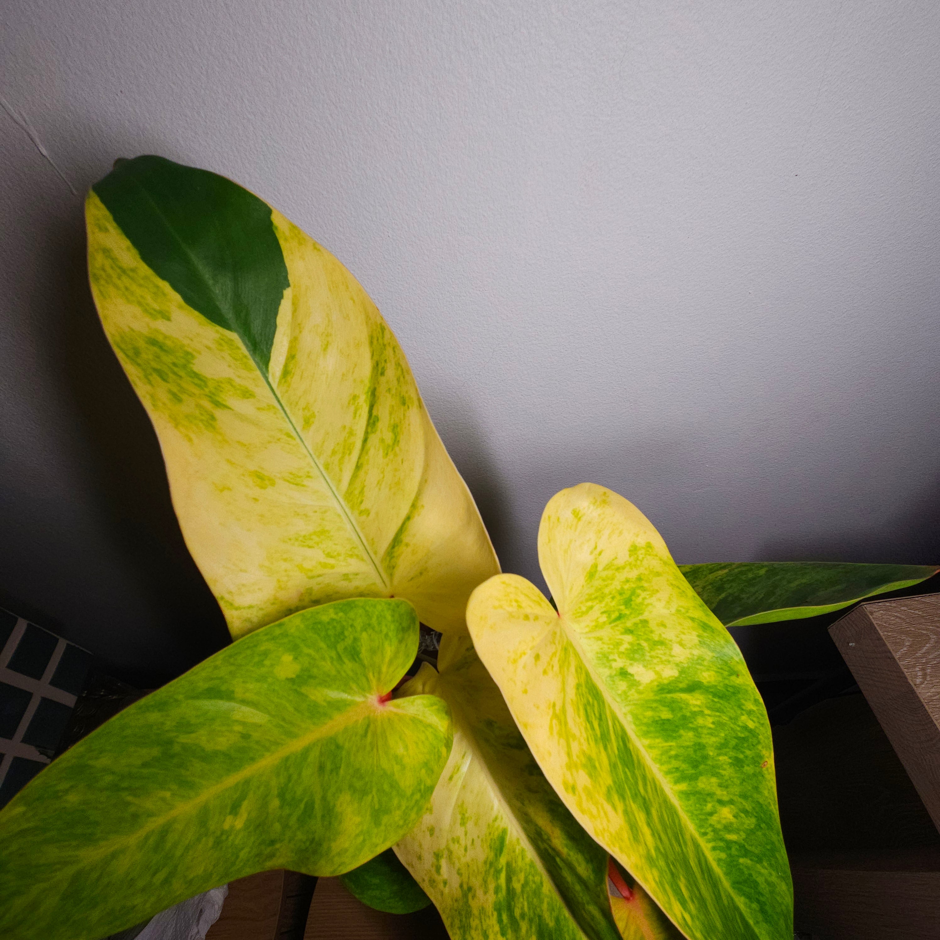 Philodendron Painted Lady – Established & Highly Variegated