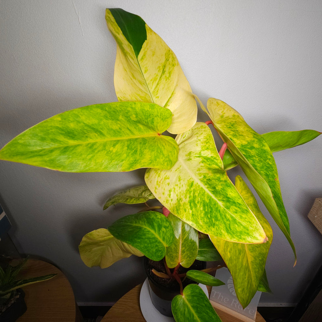 Philodendron Painted Lady – Established & Highly Variegated