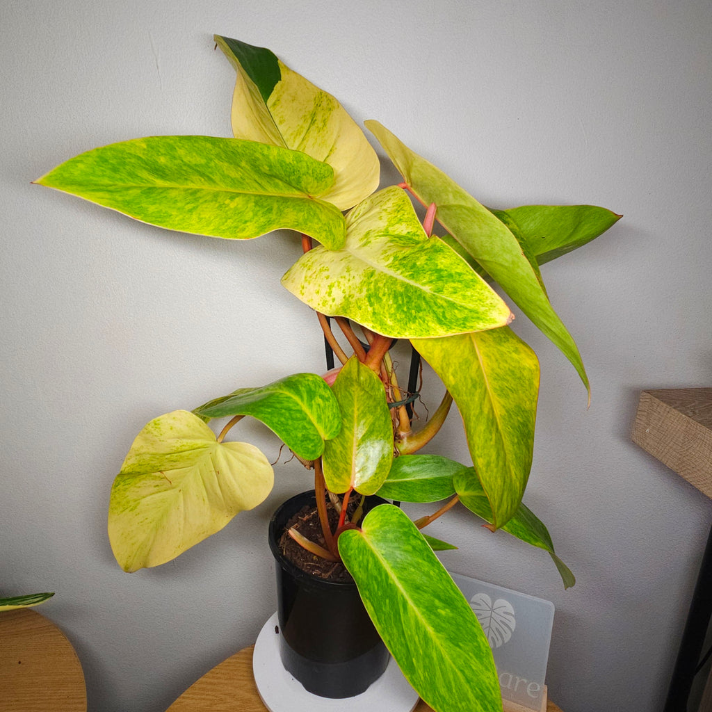 Philodendron Painted Lady – Established & Highly Variegated