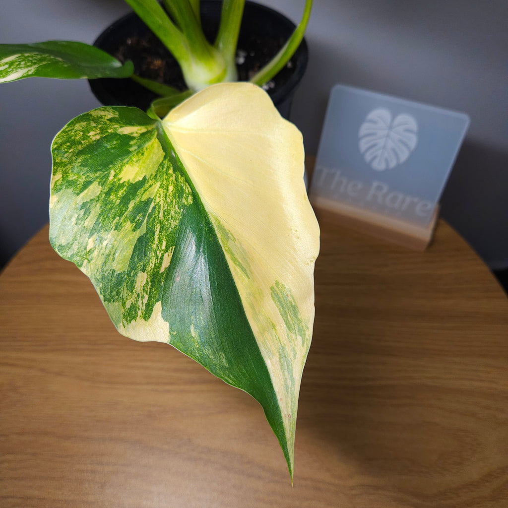 Philodendron warscewiczii Gold Variegated | High Colour Variegation | Exact Plant