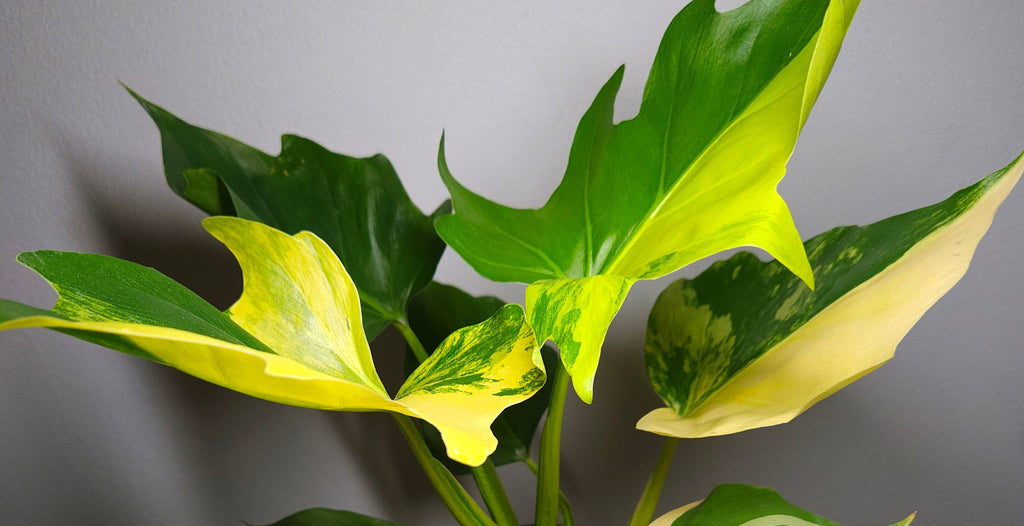 Philodendron warscewiczii Gold Variegated | High Colour Variegation | Exact Plant