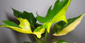 Philodendron warscewiczii Gold Variegated | High Colour Variegation | Exact Plant