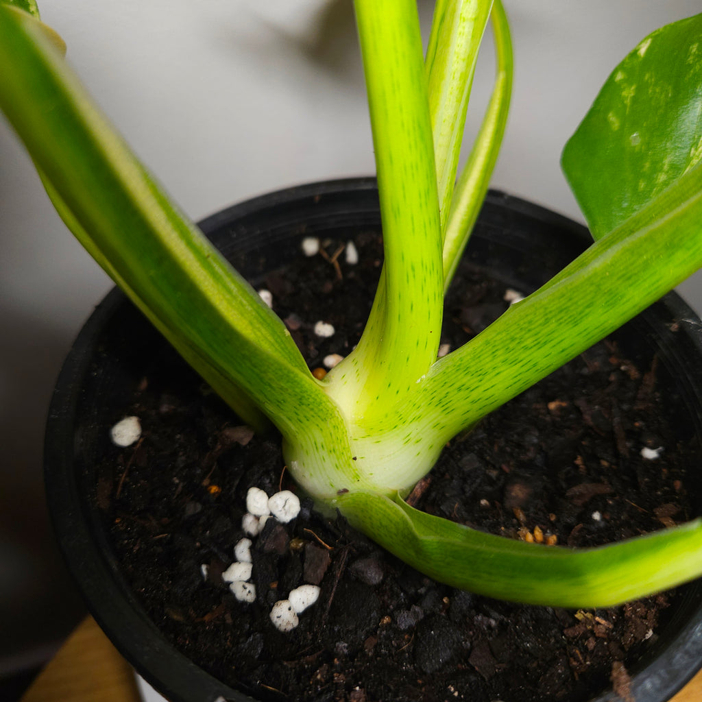 Philodendron warscewiczii Gold Variegated | High Colour Variegation | Exact Plant