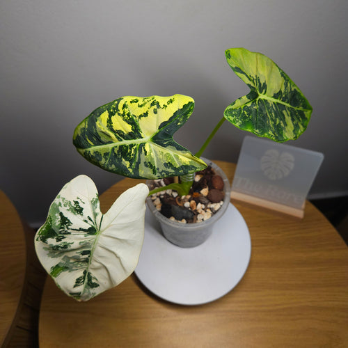 Alocasia micholitziana ‘Frydek Variegated’