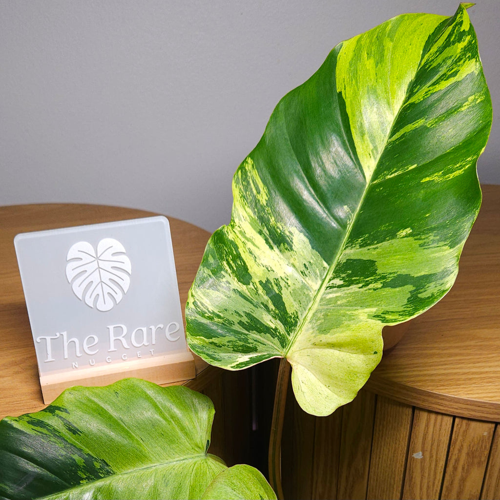 RARE Philodendron Snowdrift – Established Variegated Indoor Plant | Exact Plant