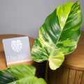 RARE Philodendron Snowdrift – Established Variegated Indoor Plant | Exact Plant