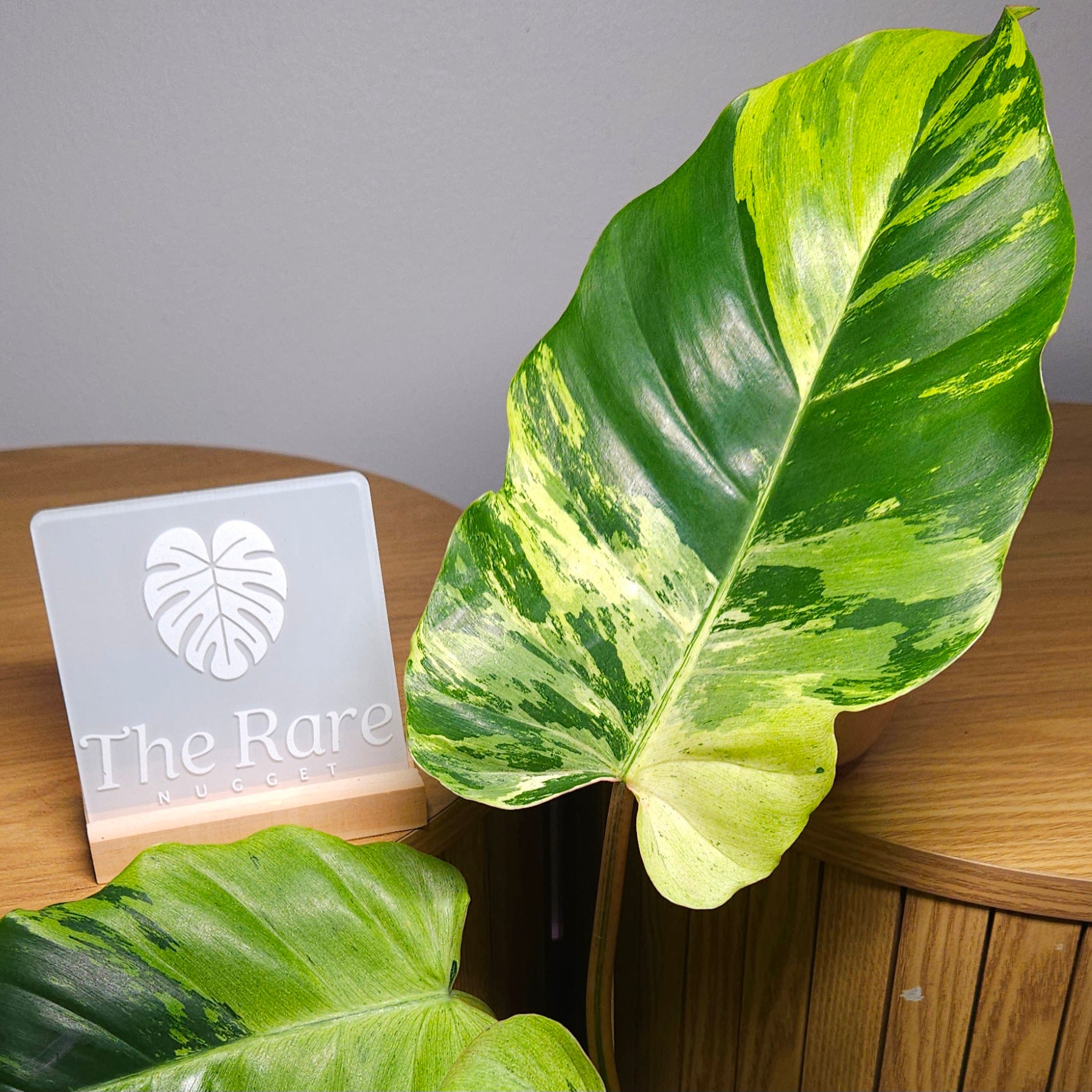 RARE Philodendron Snowdrift – Established Variegated Indoor Plant | Exact Plant