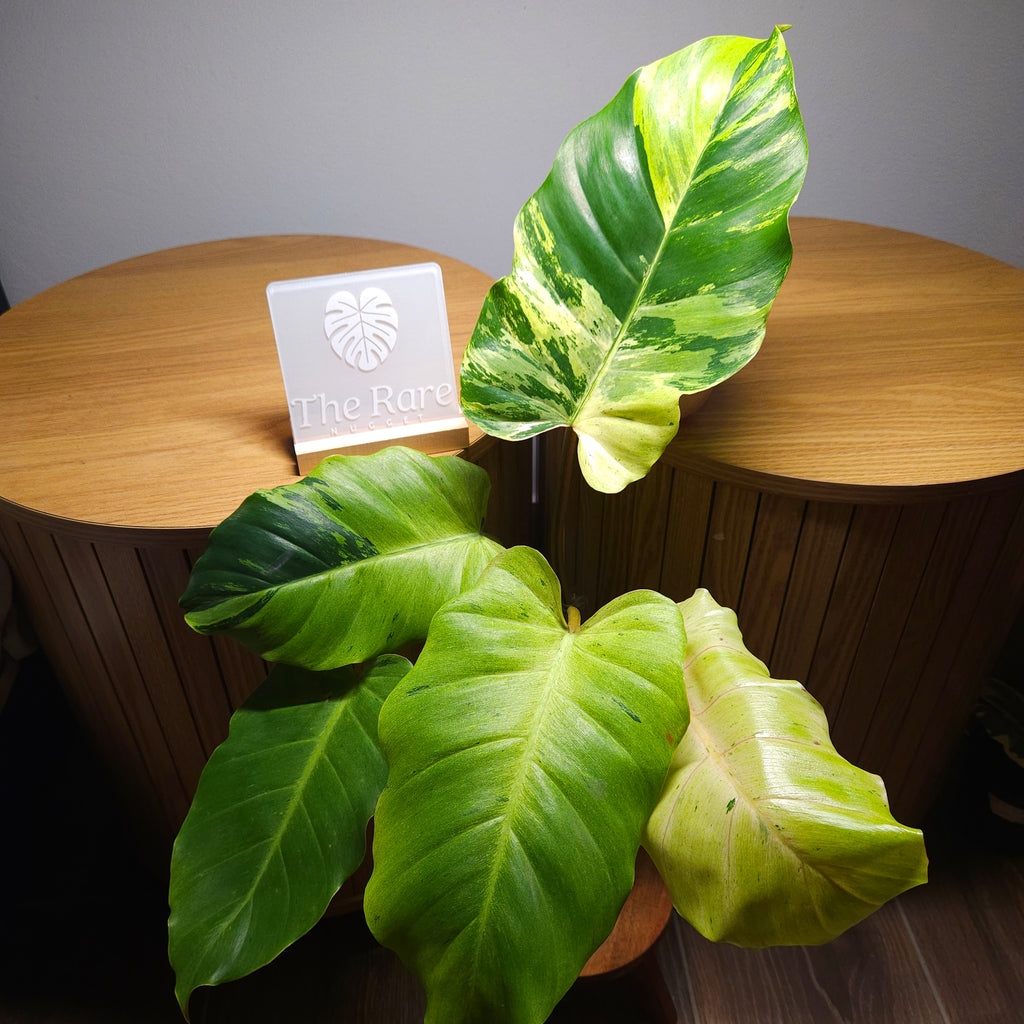RARE Philodendron Snowdrift – Established Variegated Indoor Plant | Exact Plant