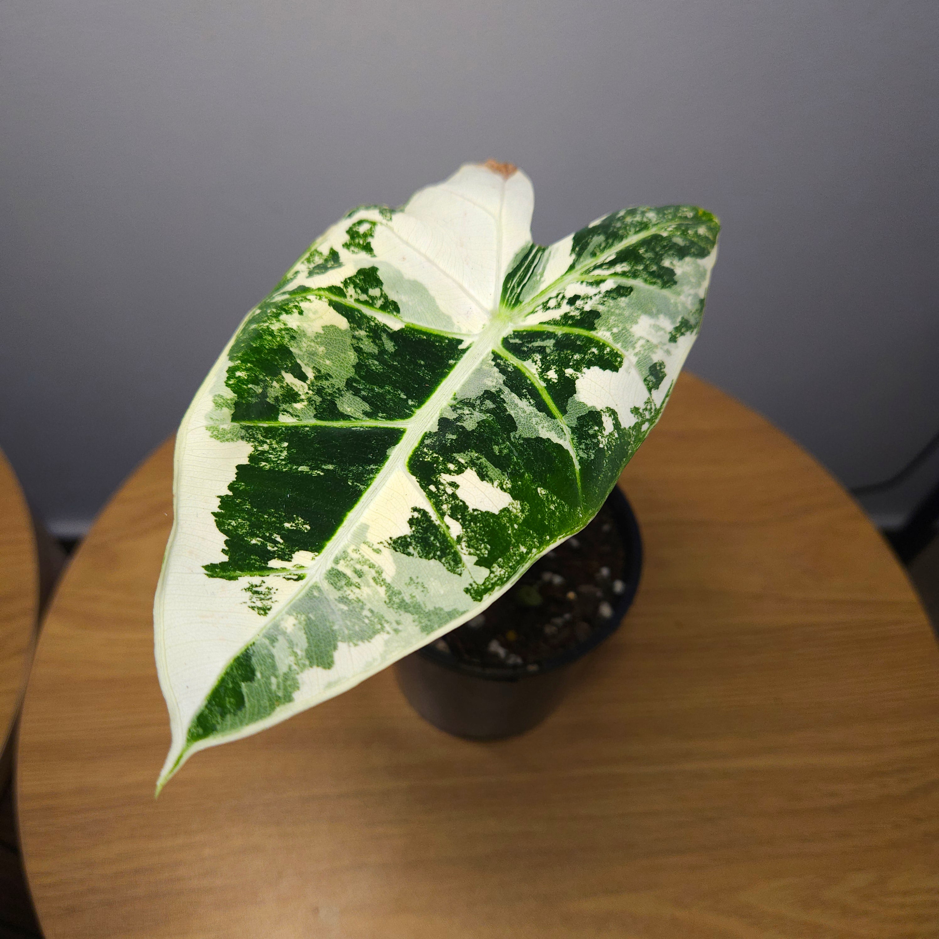 Alocasia micholitziana ‘Frydek Variegated’