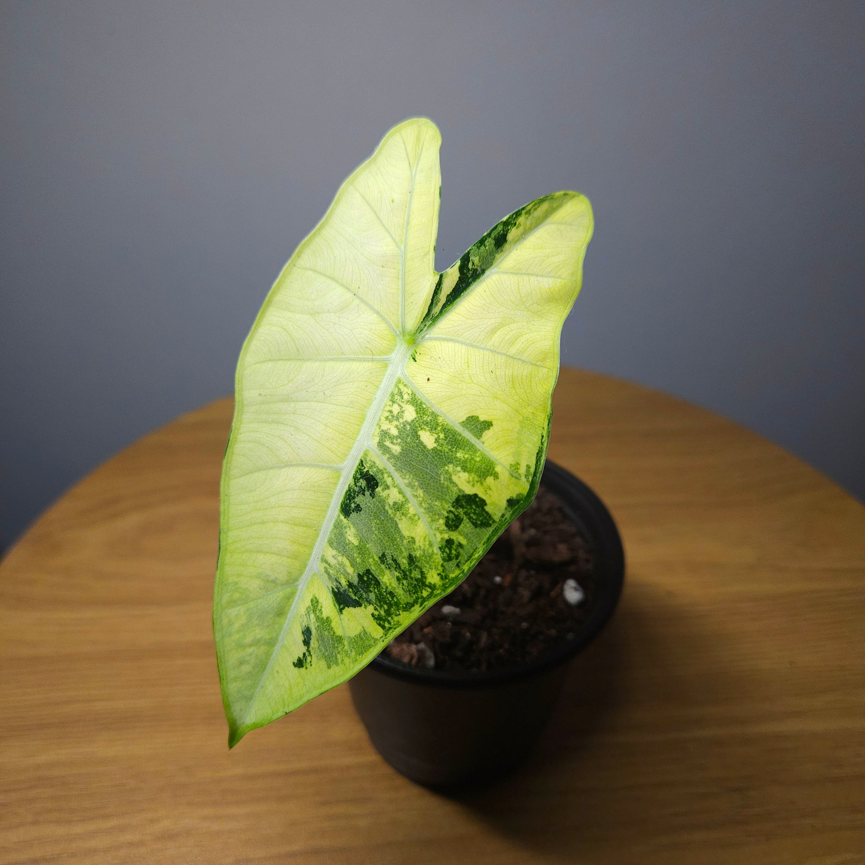 Alocasia micholitziana ‘Frydek Variegated’