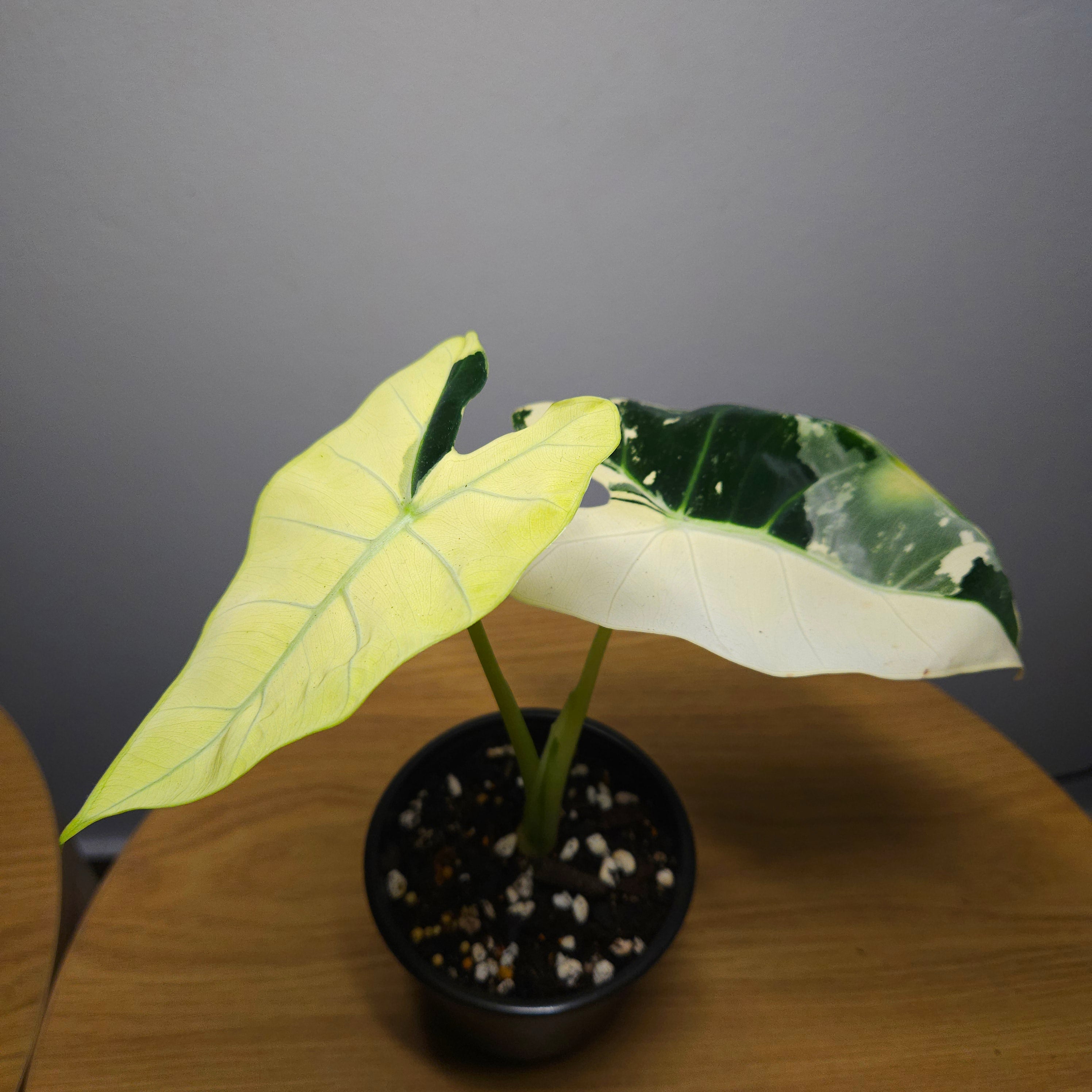 Alocasia micholitziana ‘Frydek Variegated’