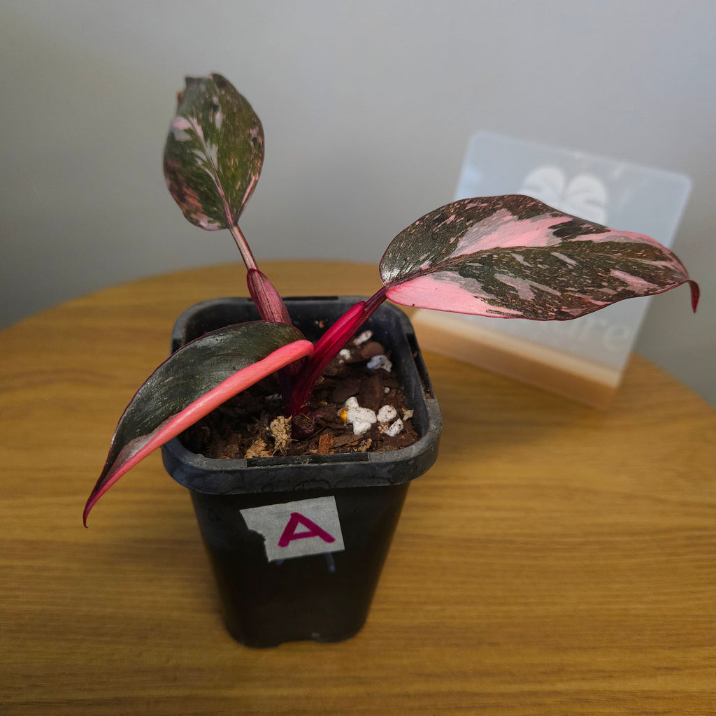 Rare Philodendron Pink Princess Marble Galaxy Variegated – Highly Variegated