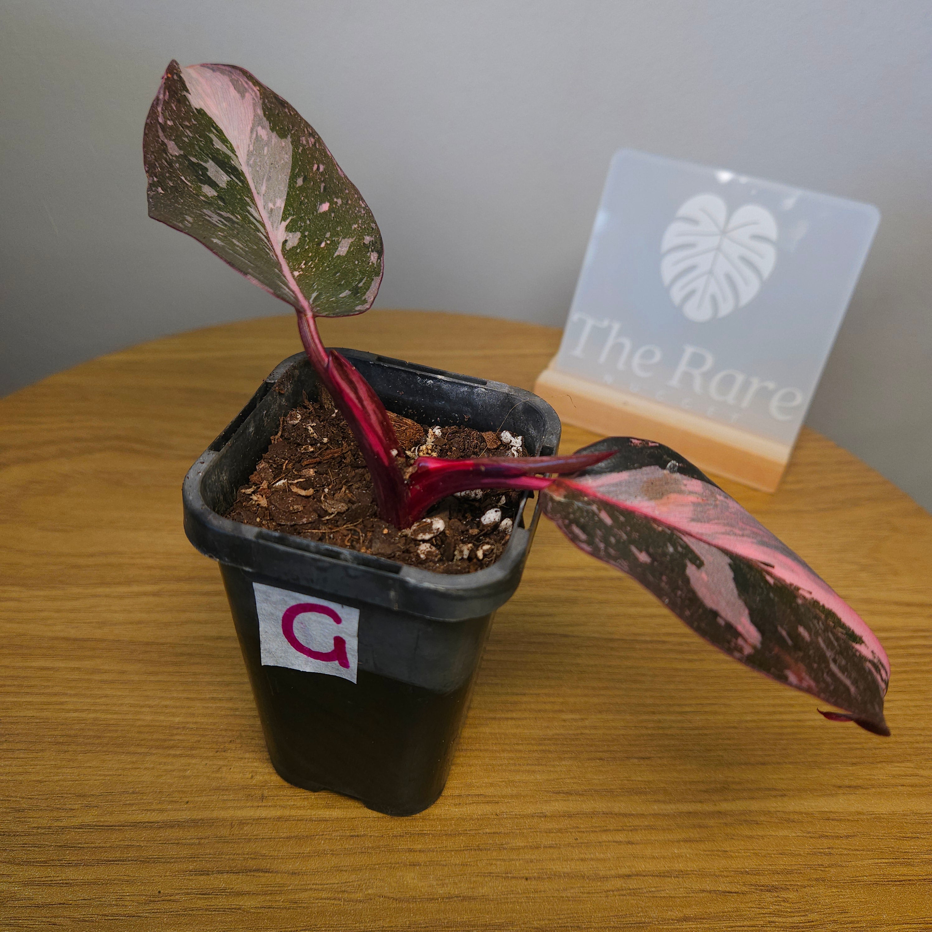 Rare Philodendron Pink Princess Marble Galaxy Variegated – Highly Variegated