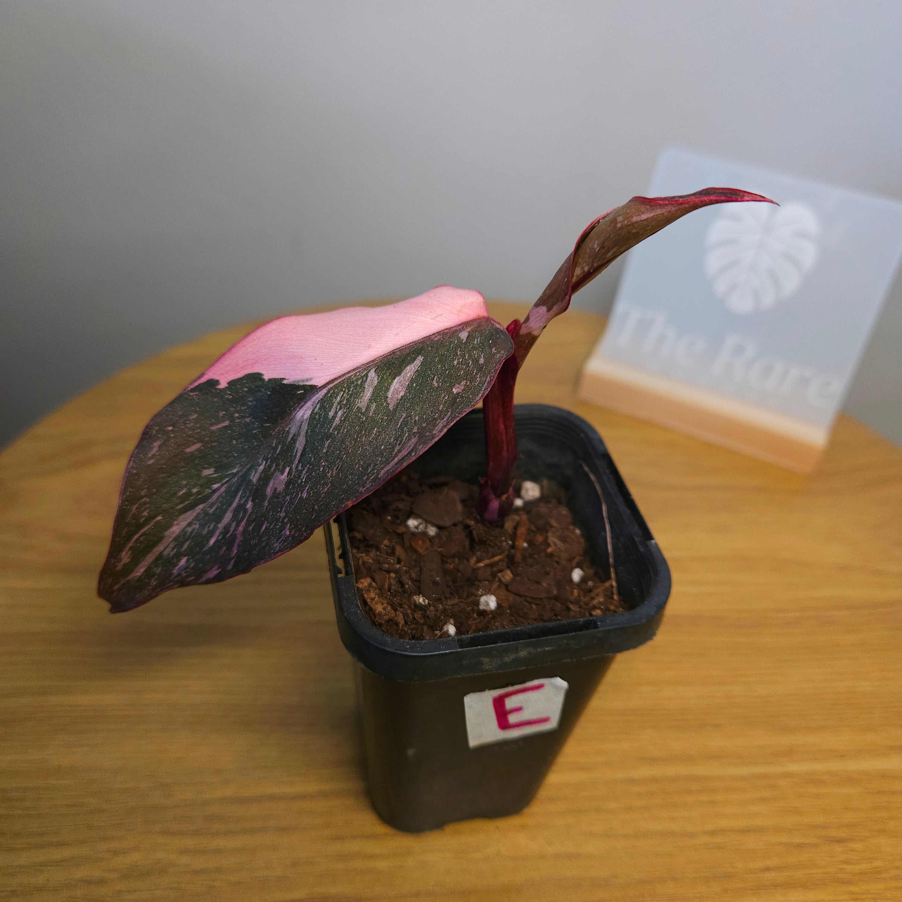 Rare Philodendron Pink Princess Marble Galaxy Variegated – Highly Variegated