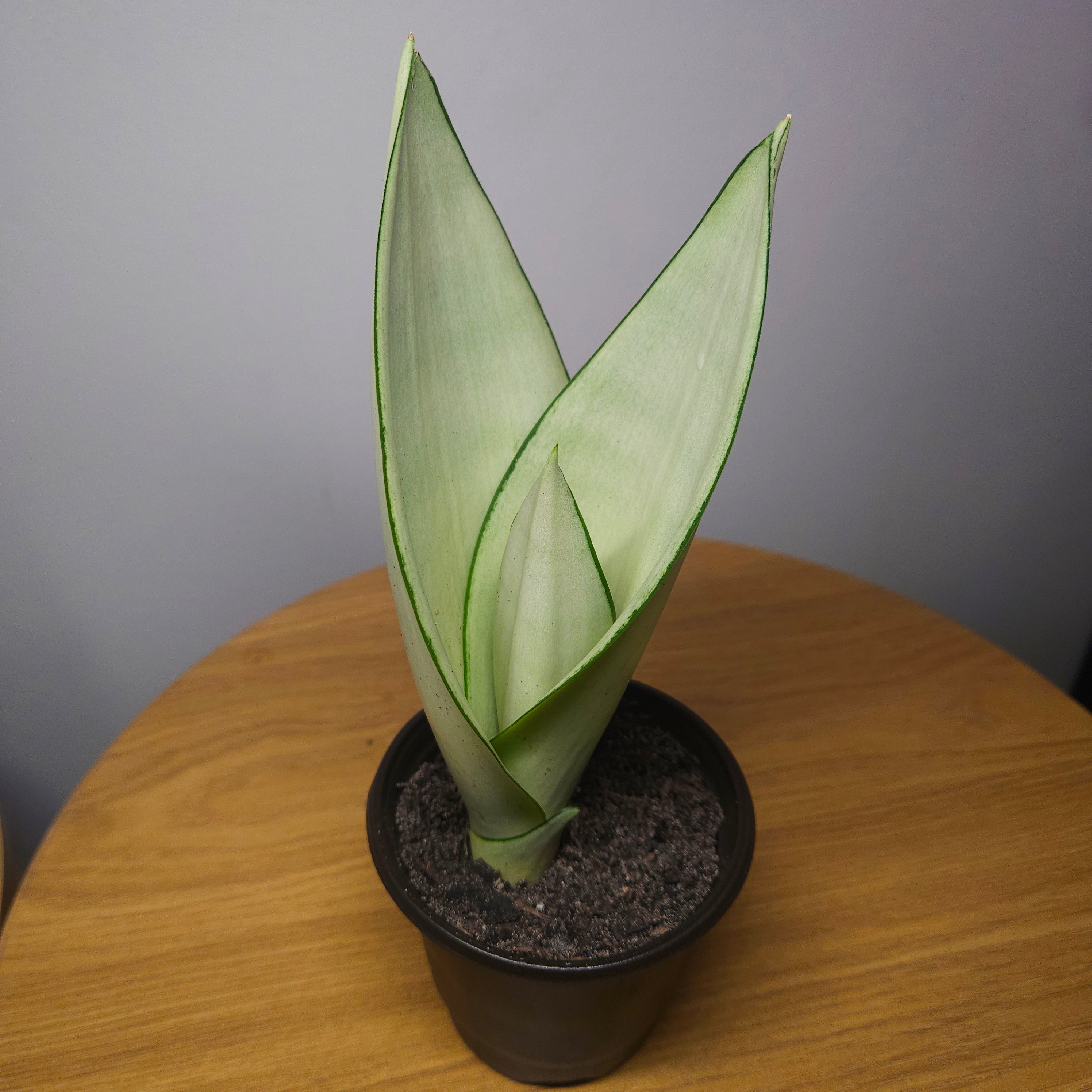 Sansevieria trifasciata Moonshine