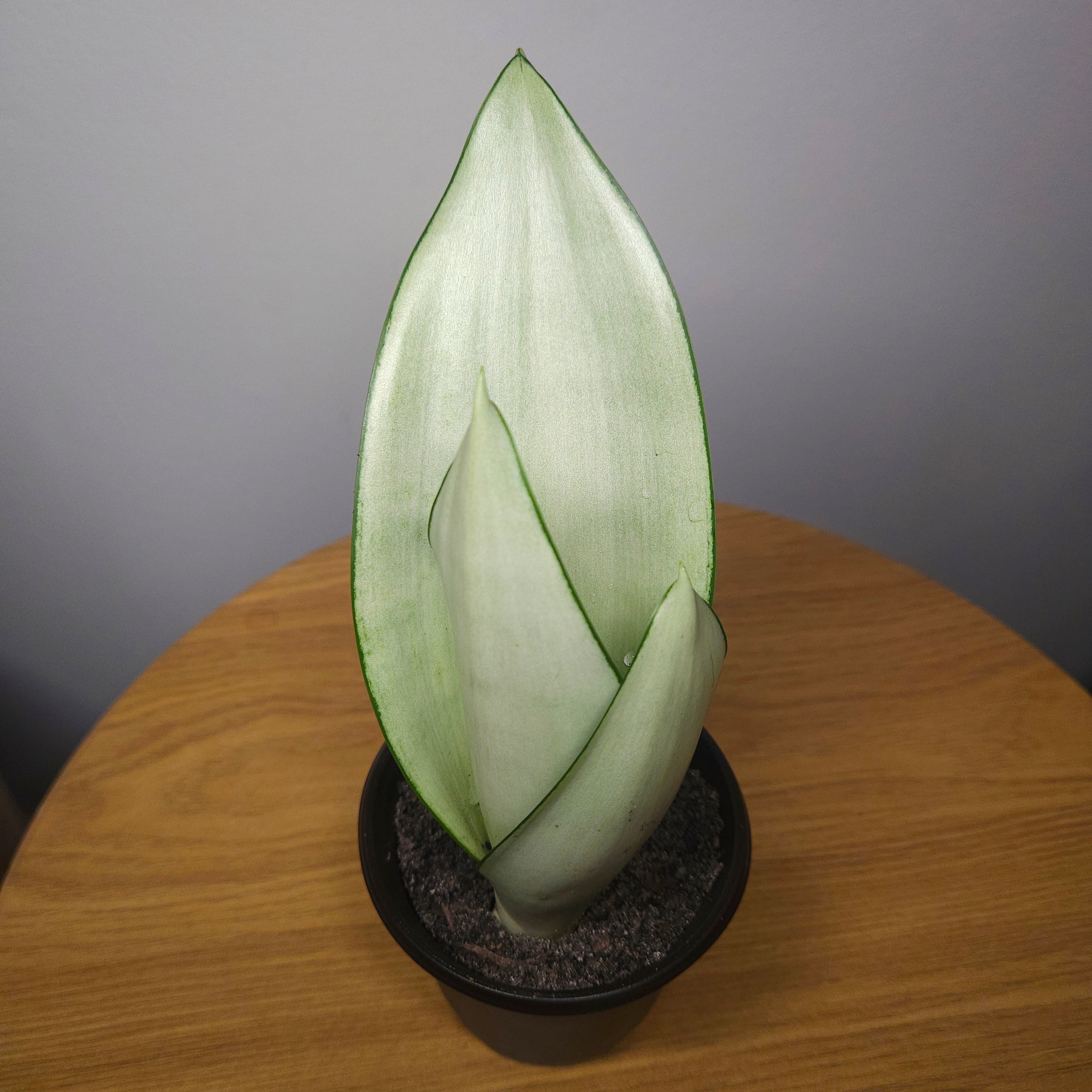 Sansevieria trifasciata Moonshine