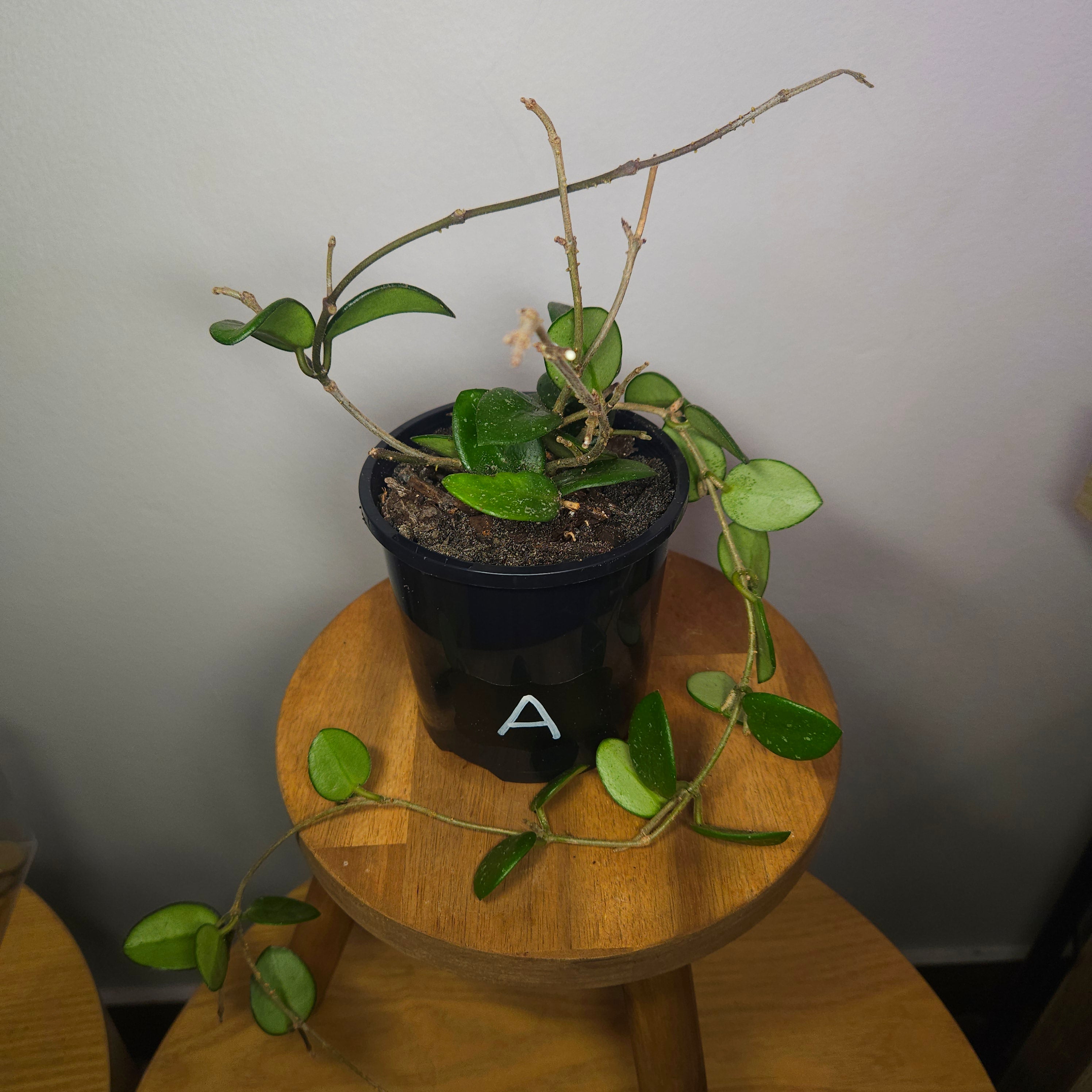 Hoya Mathilde – Compact Silver Speckled Wax Plant