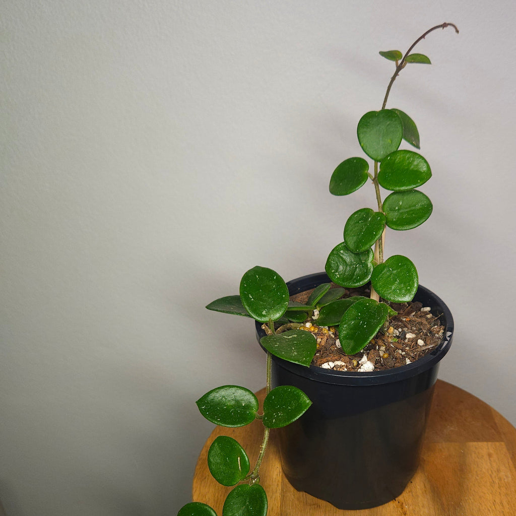 Hoya Mathilde – Compact Silver Speckled Wax Plant