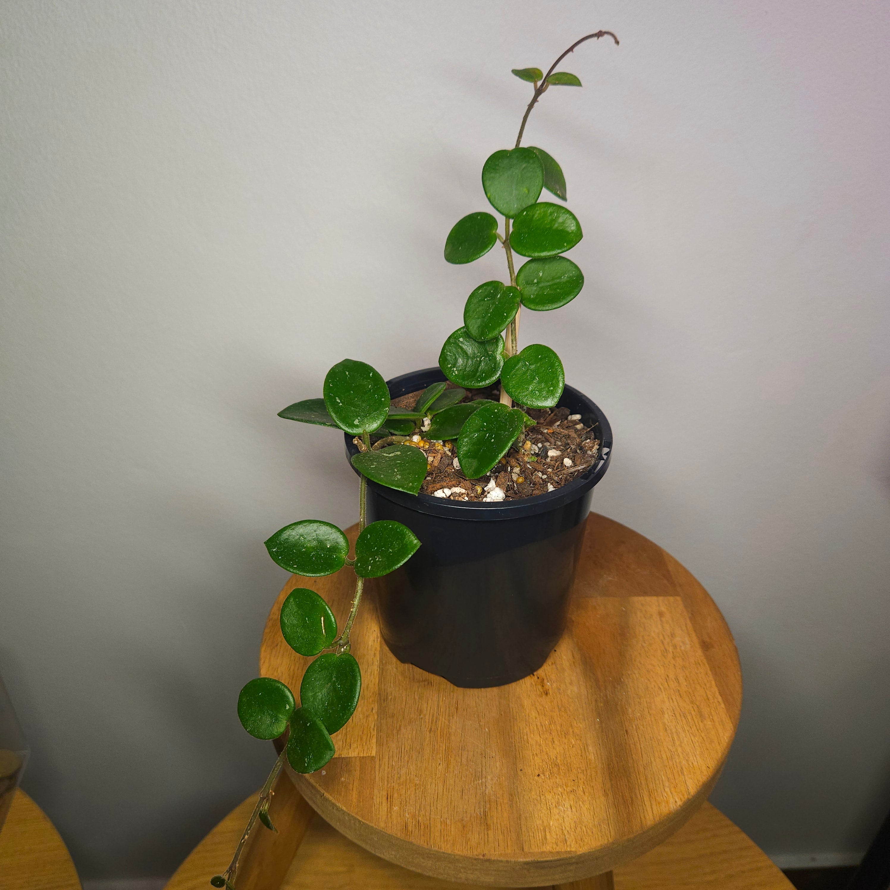 Hoya Mathilde – Compact Silver Speckled Wax Plant