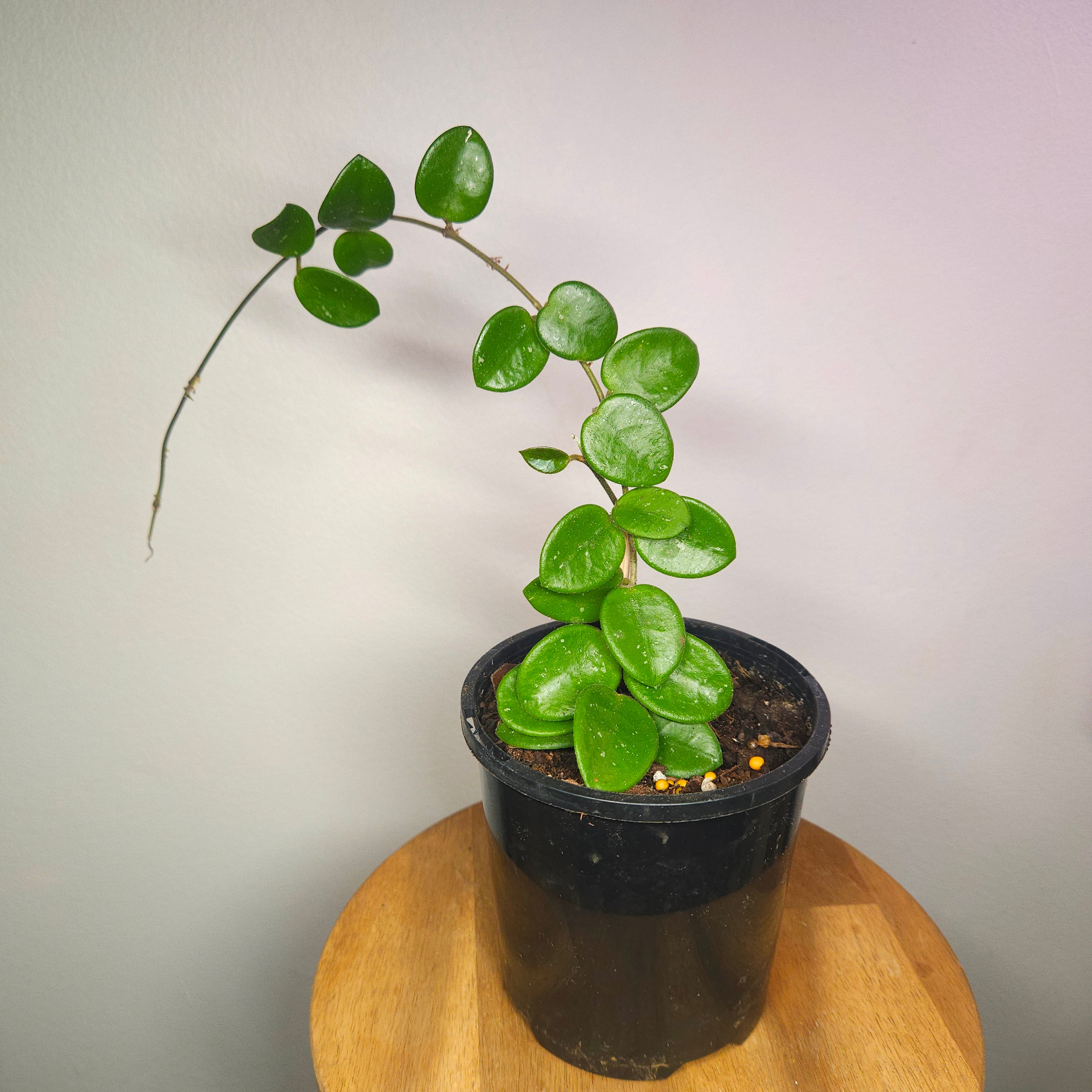 Hoya Mathilde – Compact Silver Speckled Wax Plant