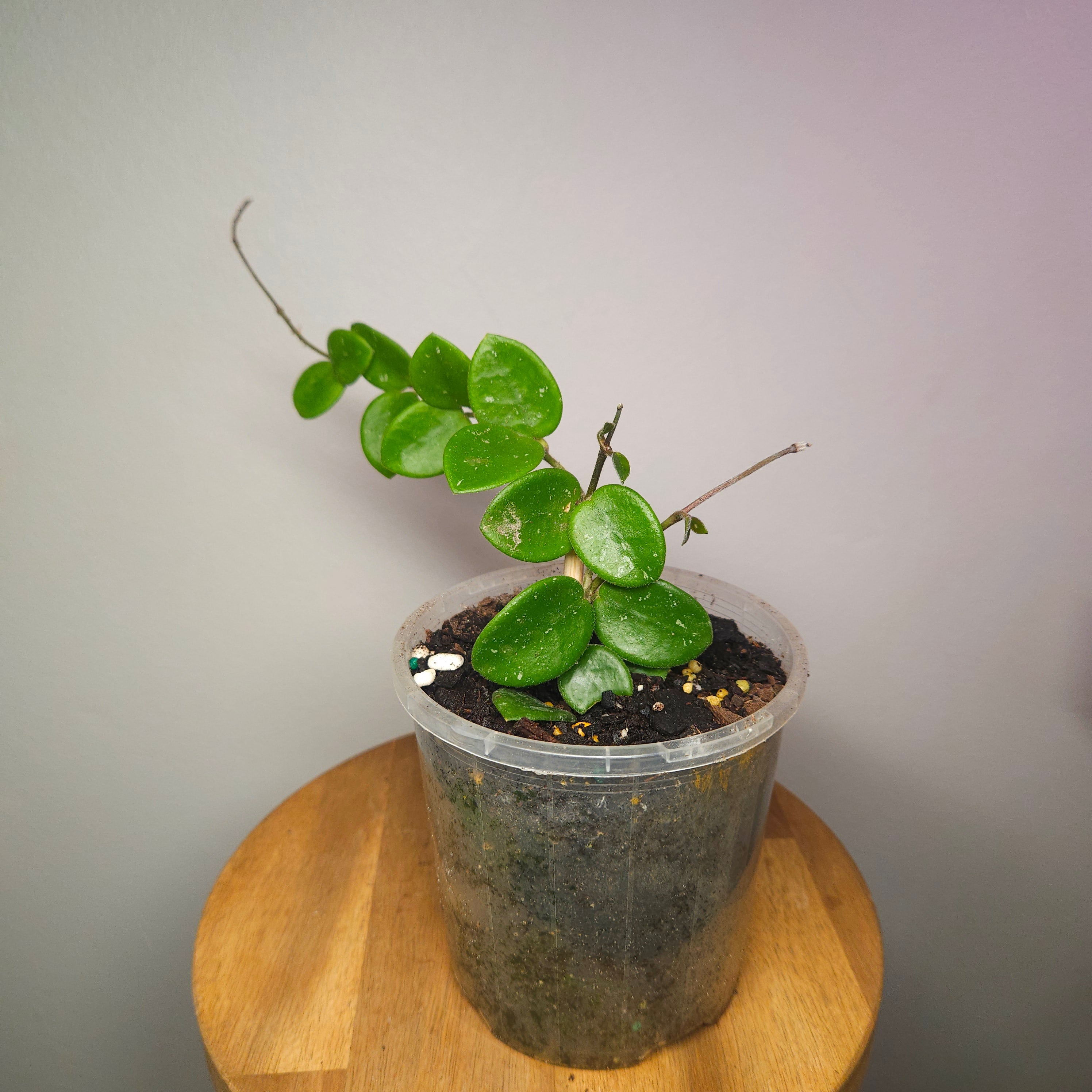 Hoya Mathilde – Compact Silver Speckled Wax Plant
