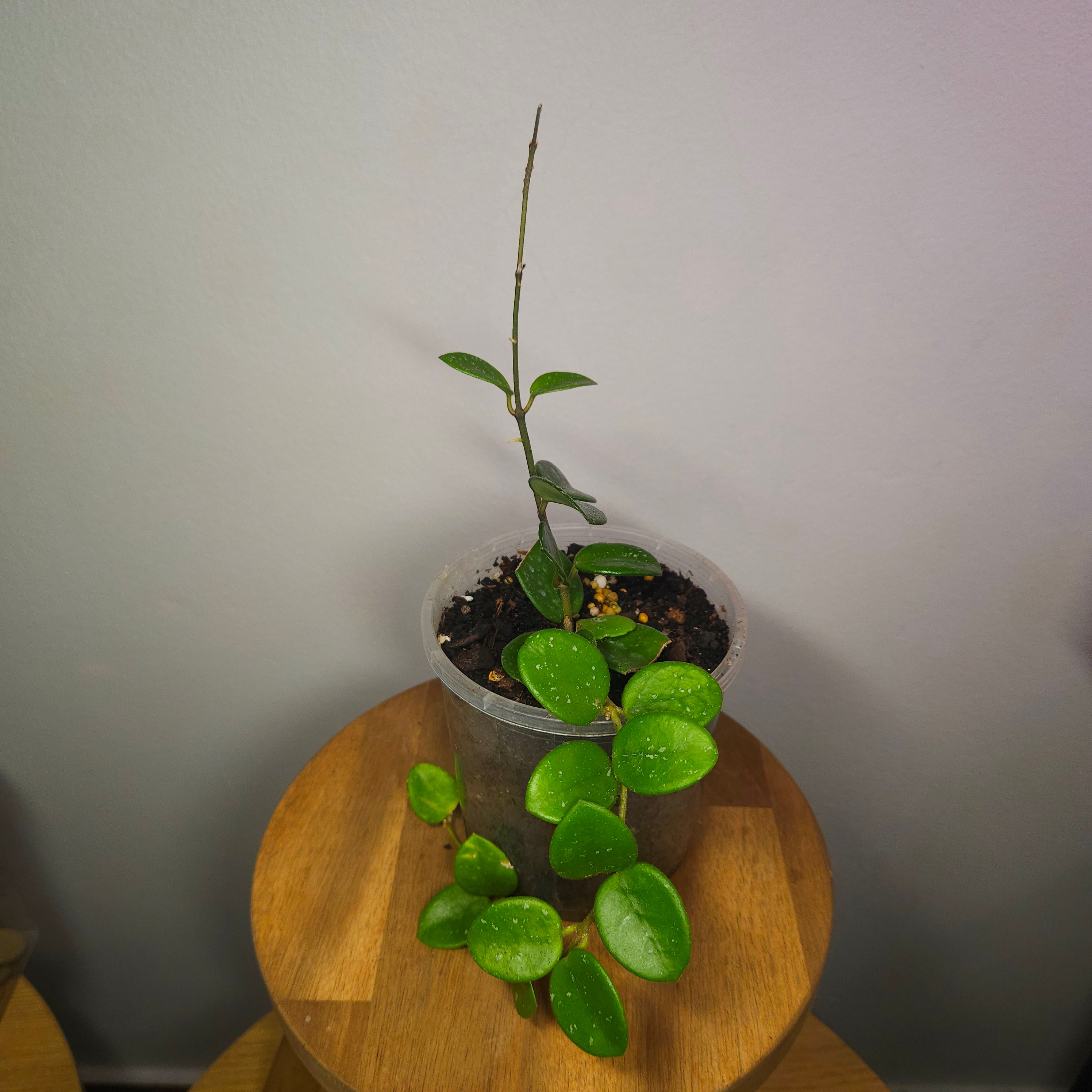 Hoya Mathilde – Compact Silver Speckled Wax Plant