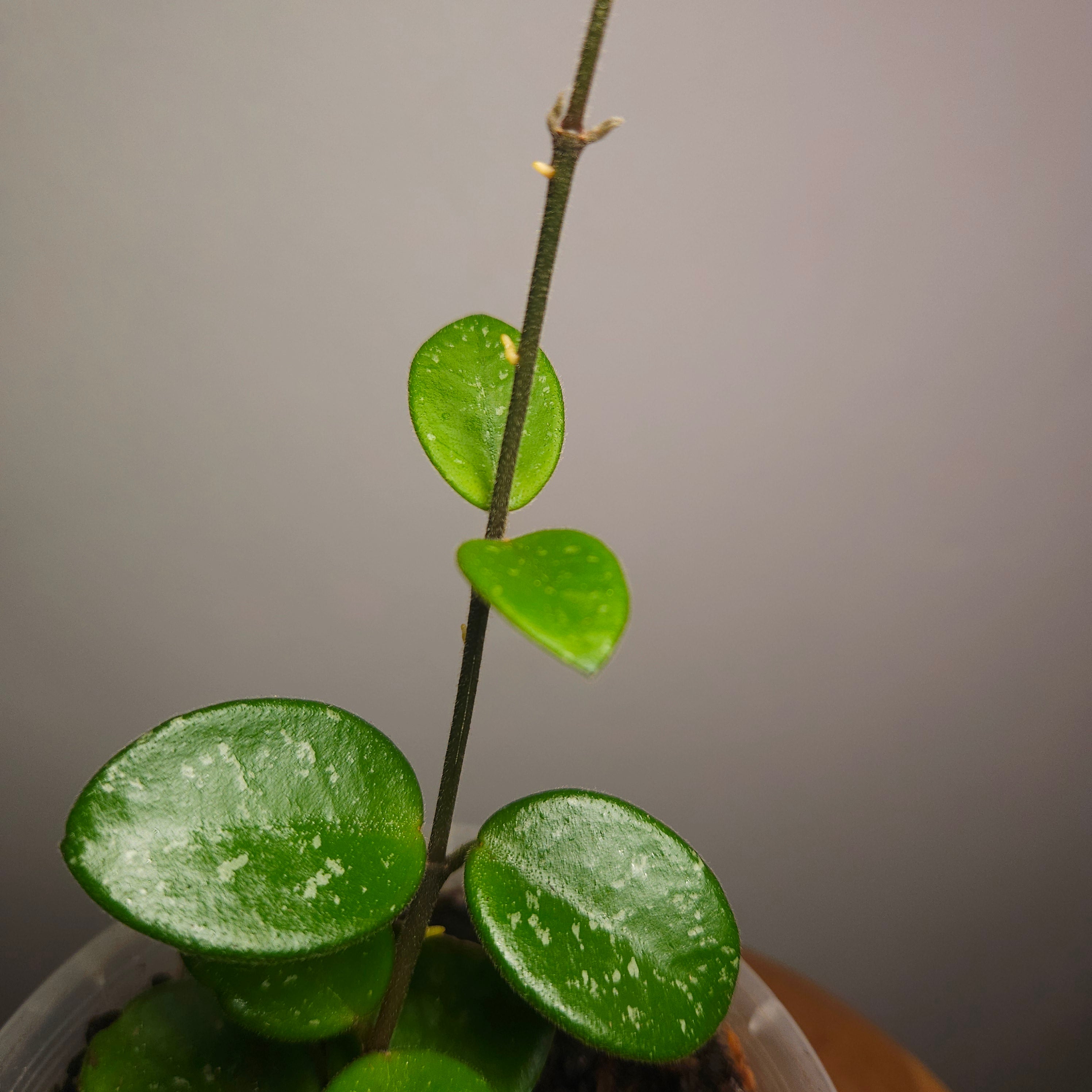 Hoya Mathilde – Compact Silver Speckled Wax Plant