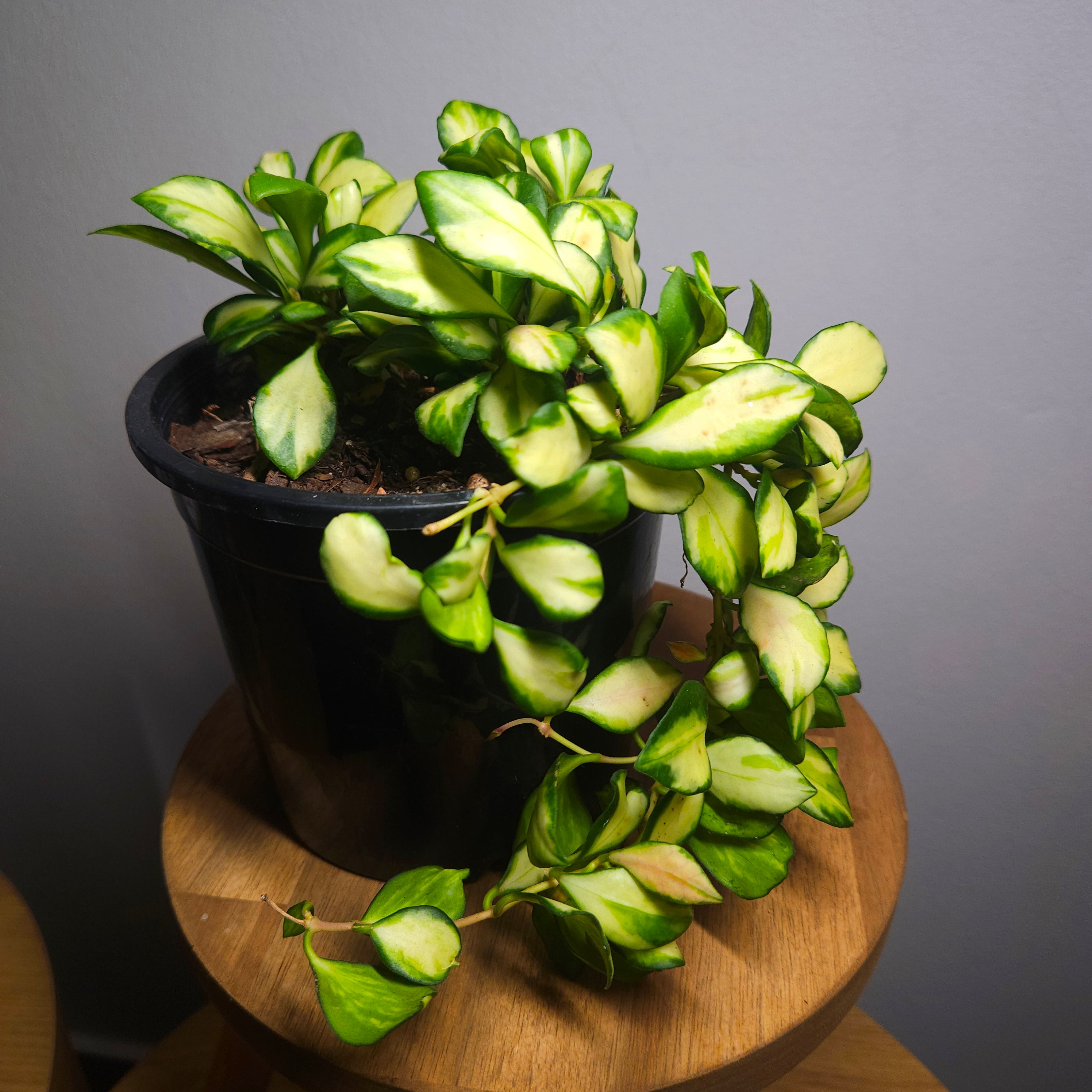 Hoya Heuschkeliana Variegated
