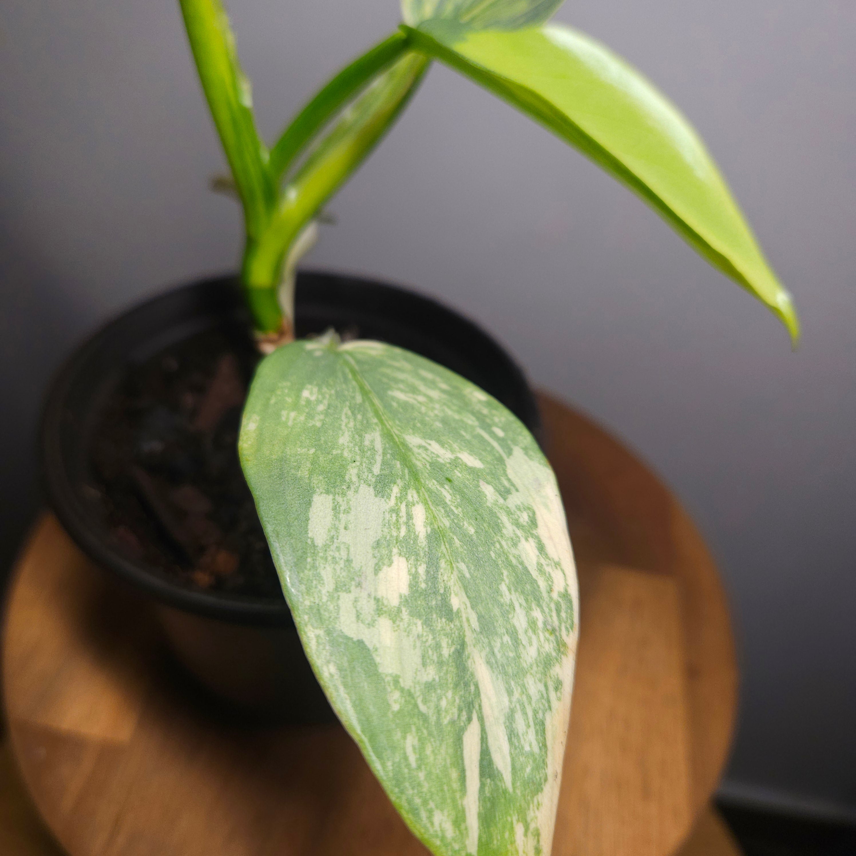 RARE Philodendron Silver Sword Variegated – Highly Variegated Collector Plant