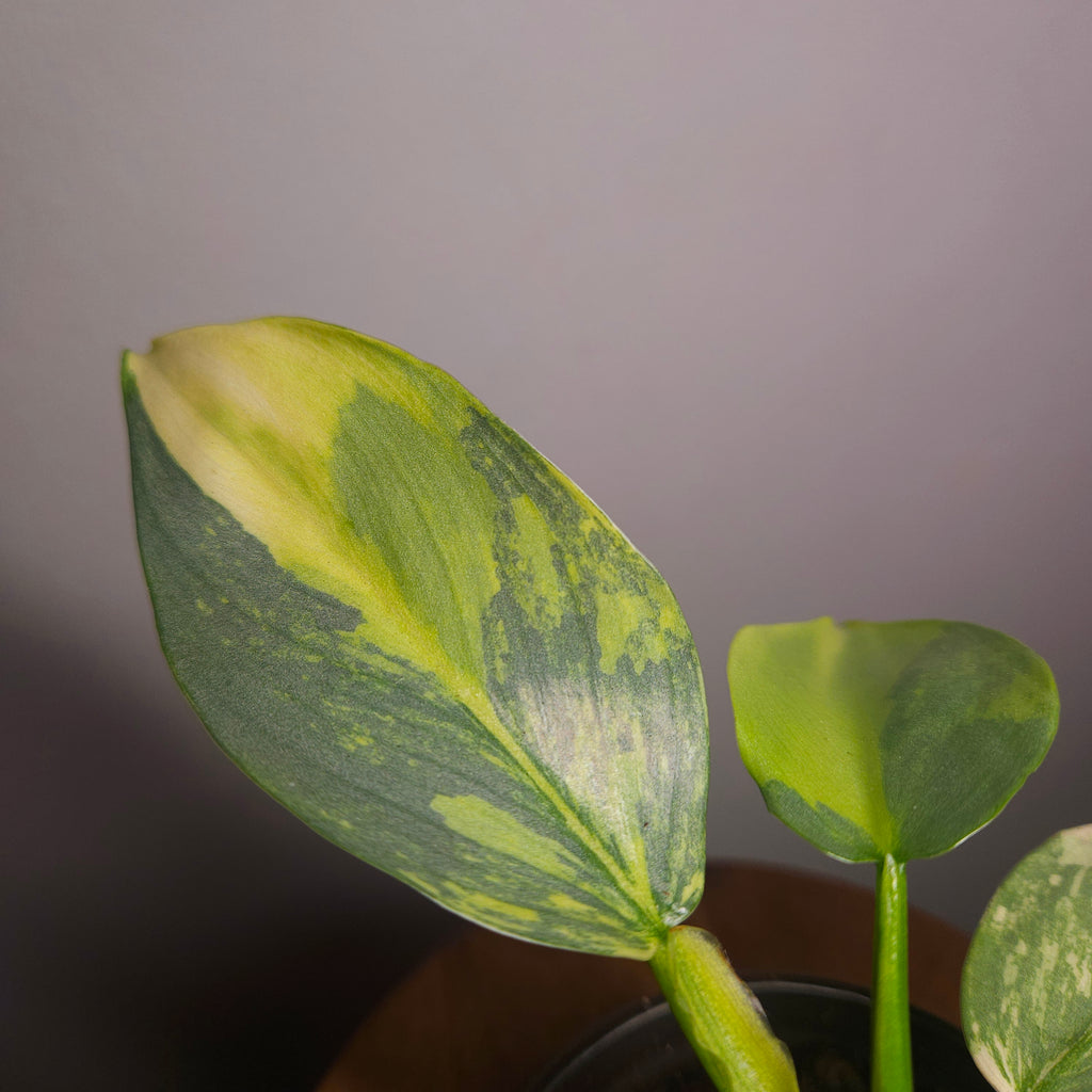 RARE Philodendron Silver Sword Variegated – Highly Variegated Collector Plant