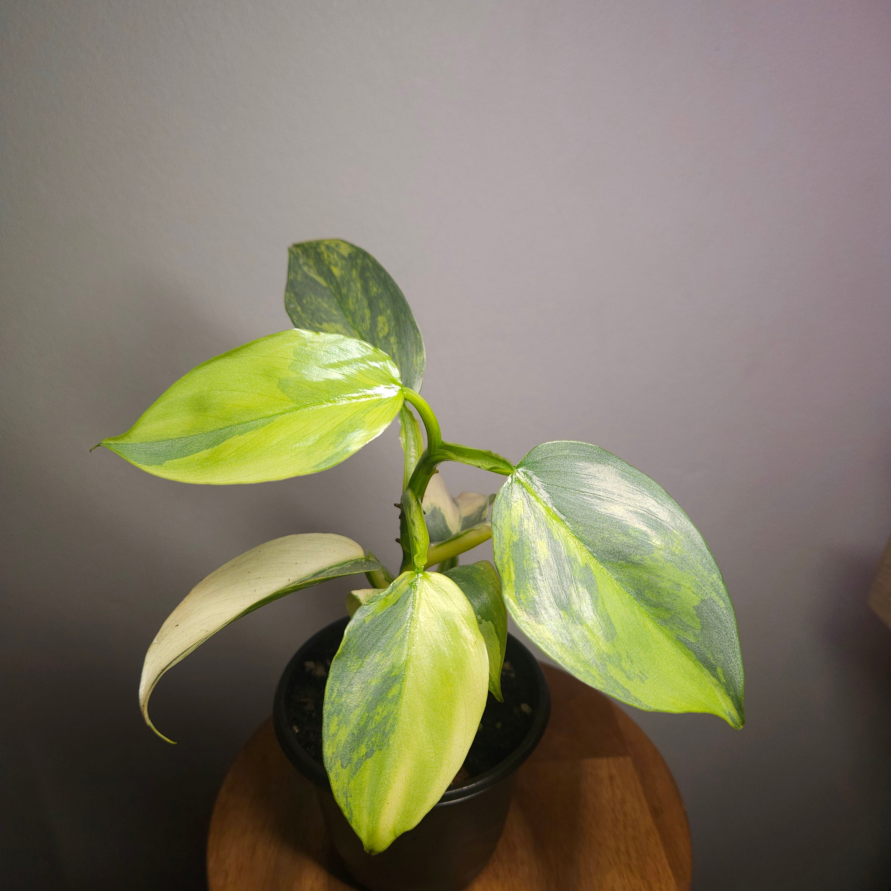 RARE Philodendron Silver Sword Variegated – Highly Variegated Collector Plant