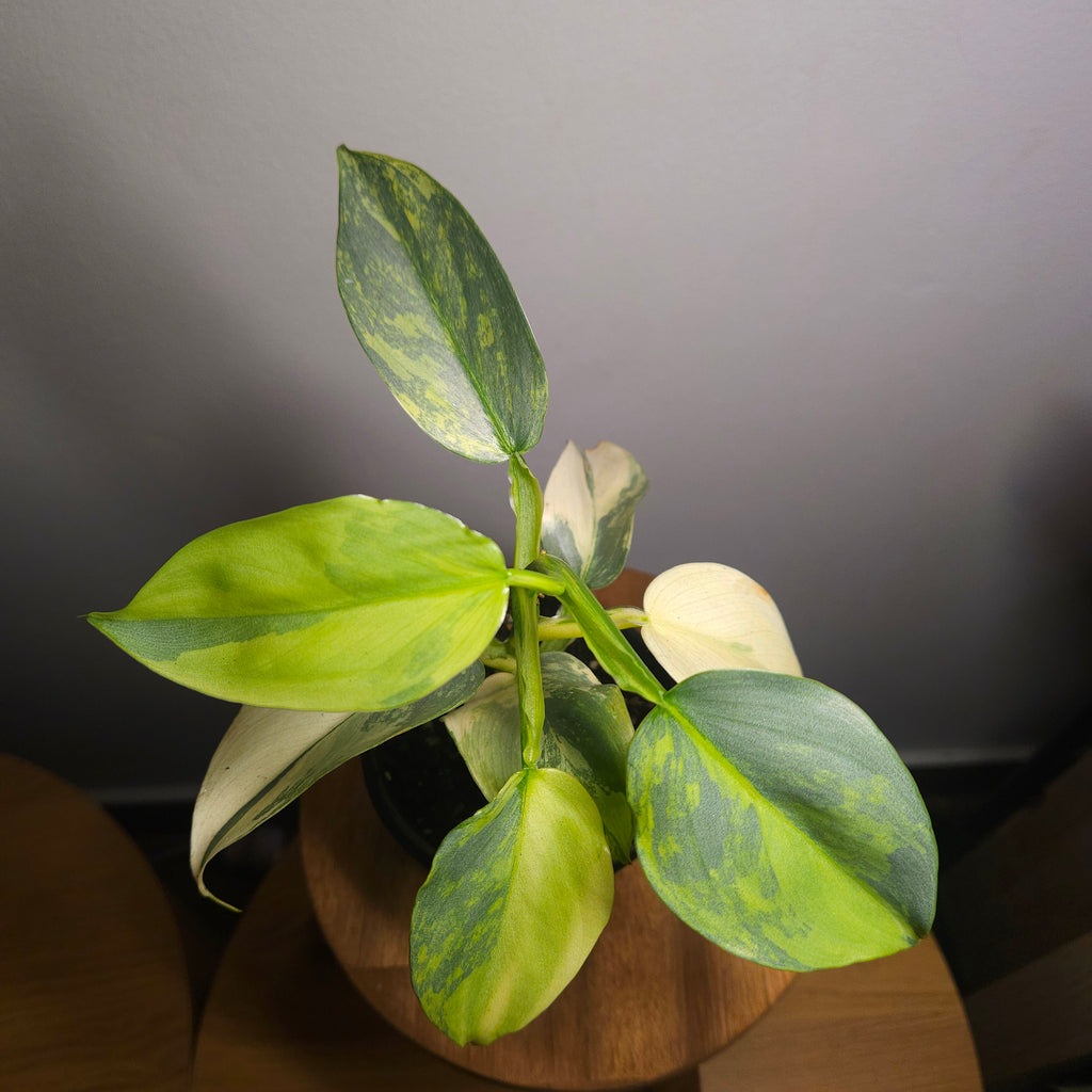 RARE Philodendron Silver Sword Variegated – Highly Variegated Collector Plant