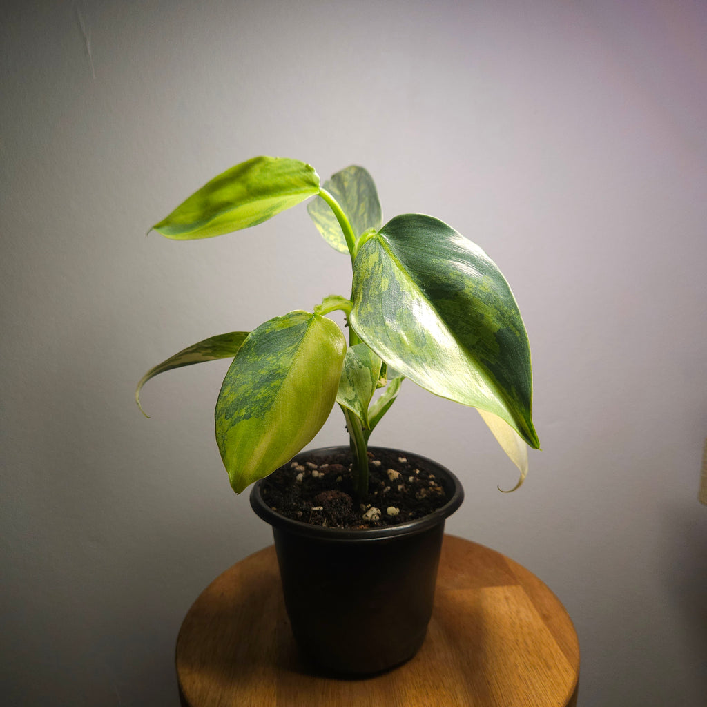 RARE Philodendron Silver Sword Variegated – Highly Variegated Collector Plant